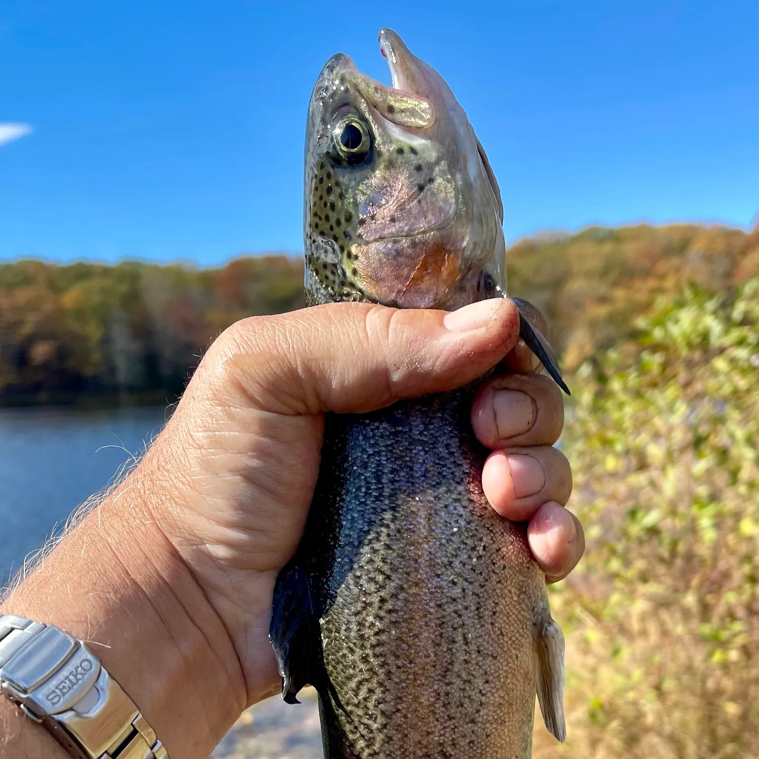 Rainbow trout caught on Fishbrain