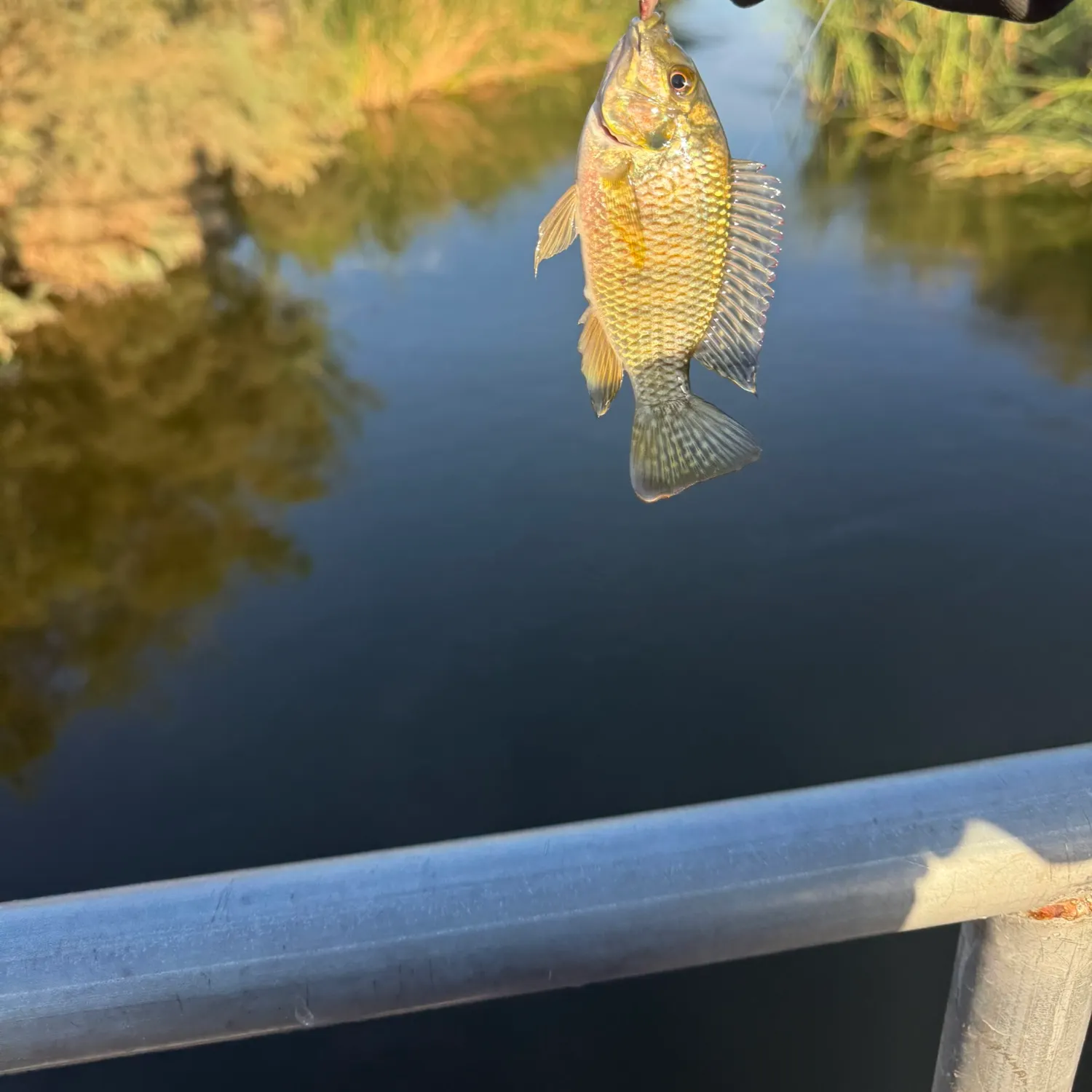The most recent Redbelly tilapia catches on Fishbrain