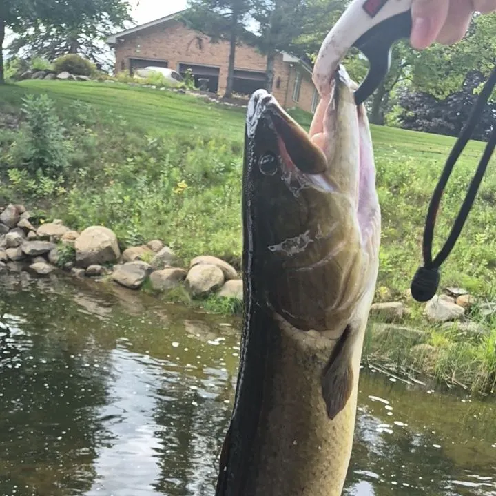 Eyetail bowfin caught on Fishbrain