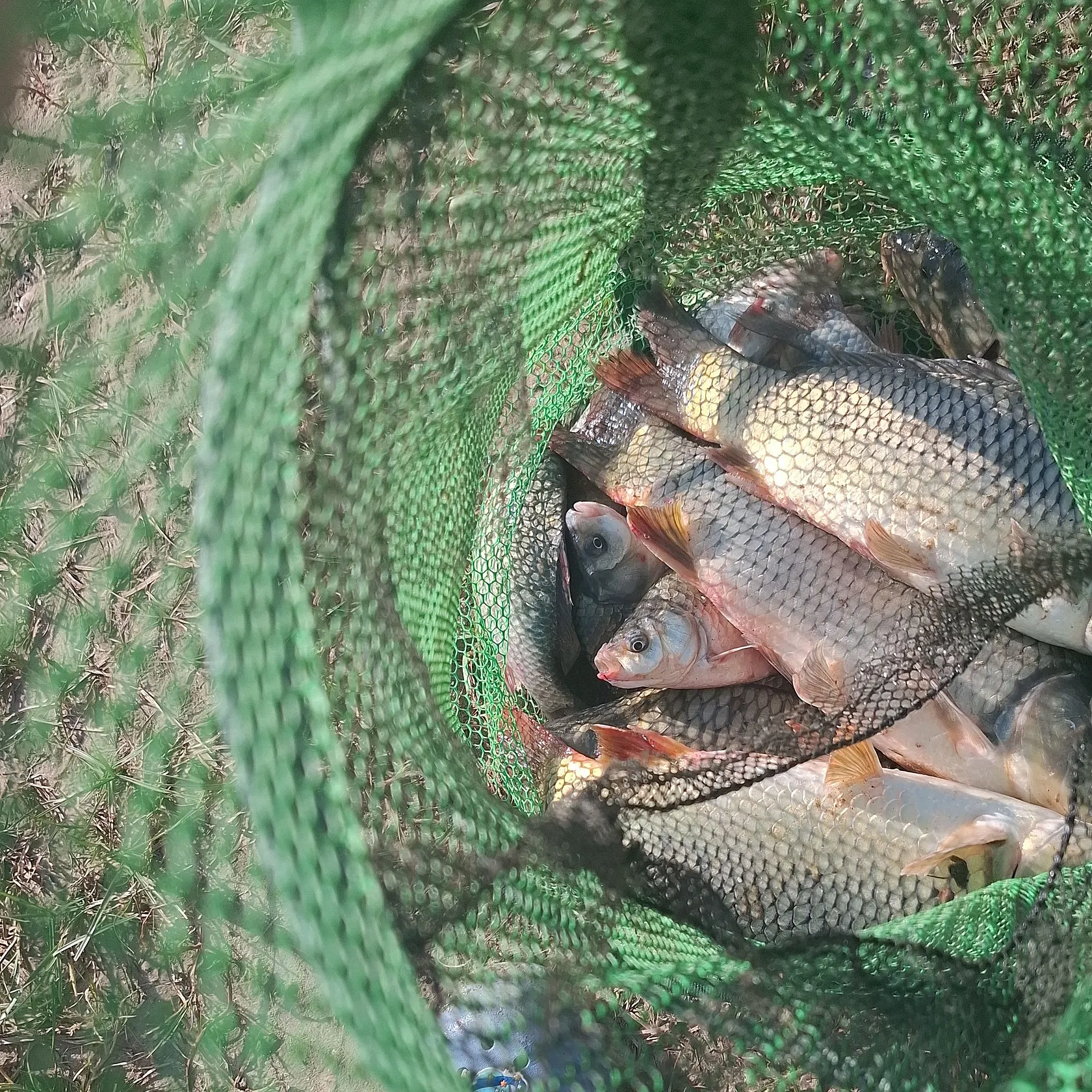 Common carp caught on Fishbrain