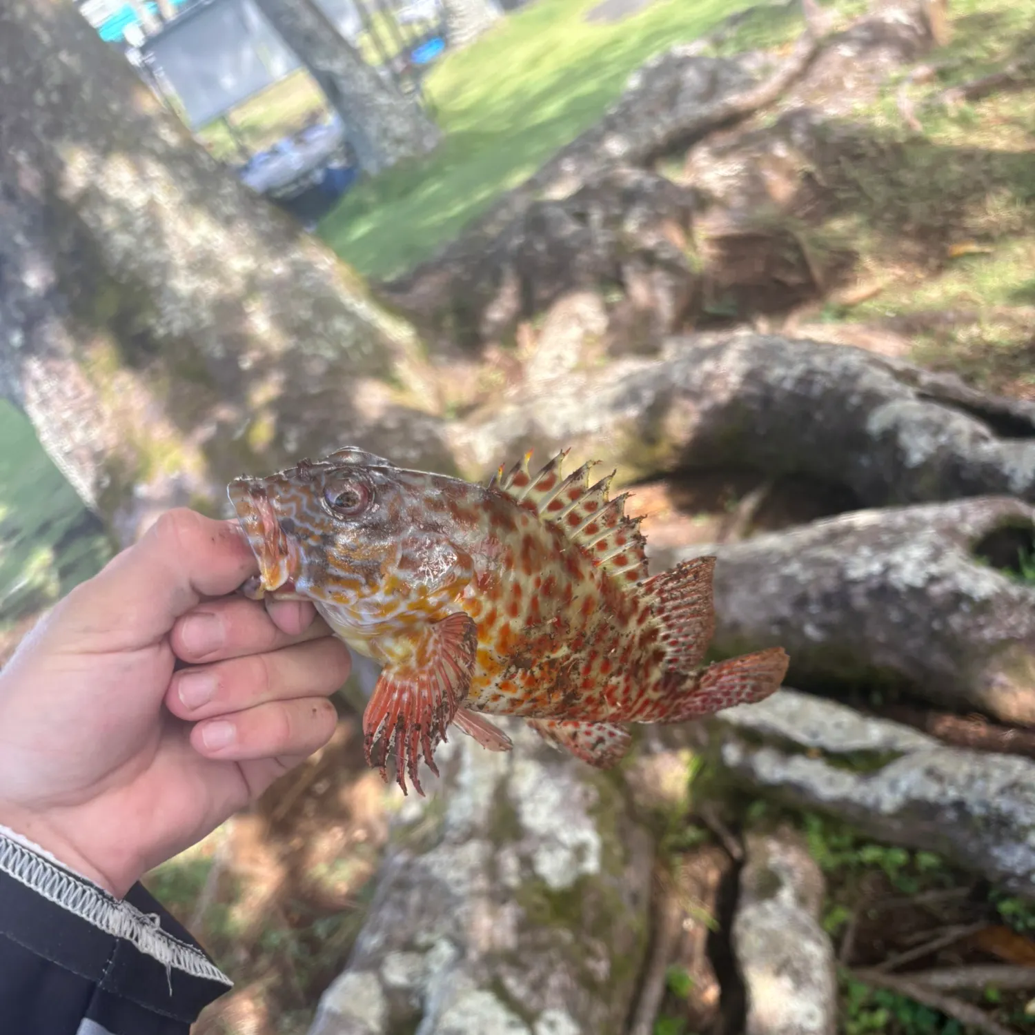 The most recent Stocky hawkfish catches on Fishbrain
