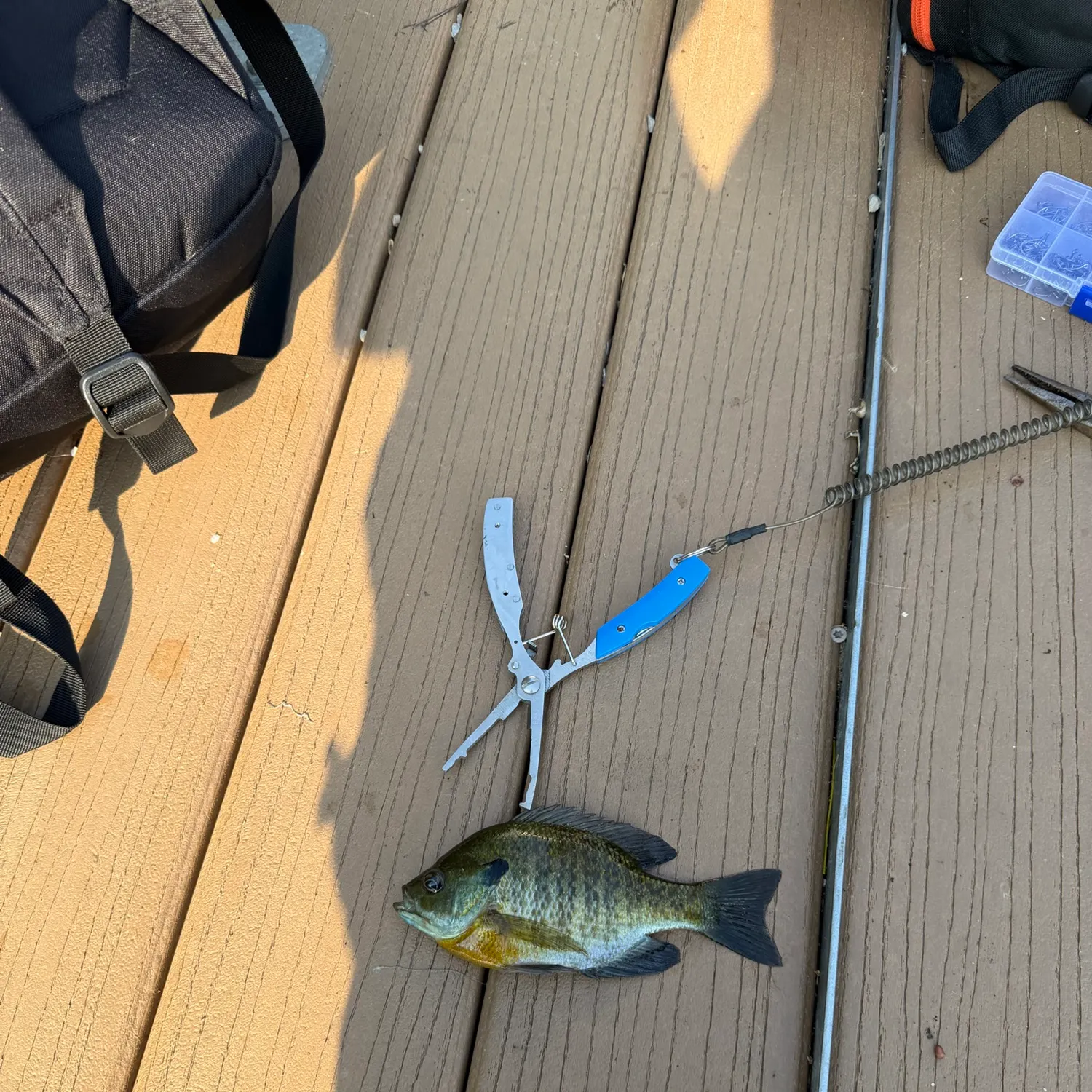 Bluegill caught on Fishbrain