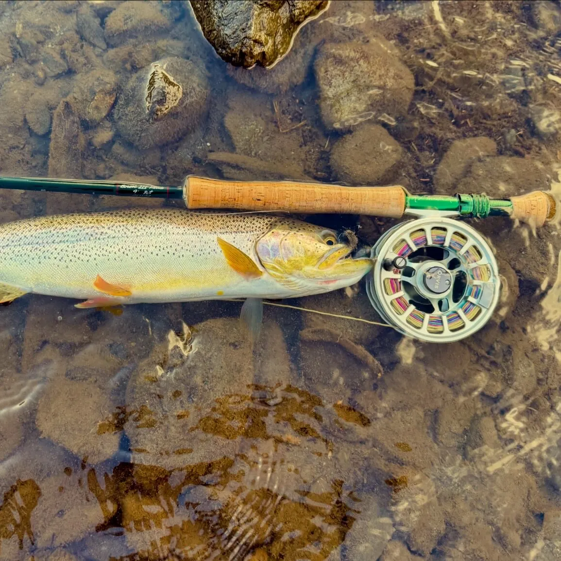 Coastal cutthroat trout caught on Fishbrain