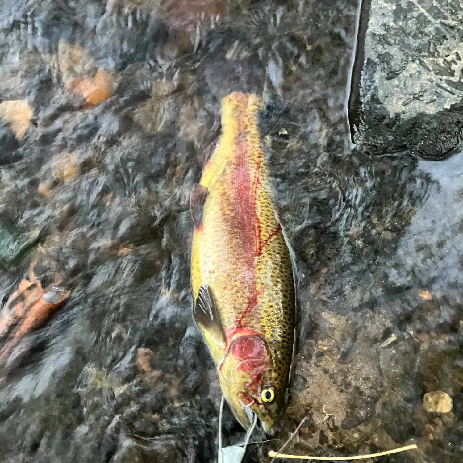 Rainbow trout caught on Fishbrain