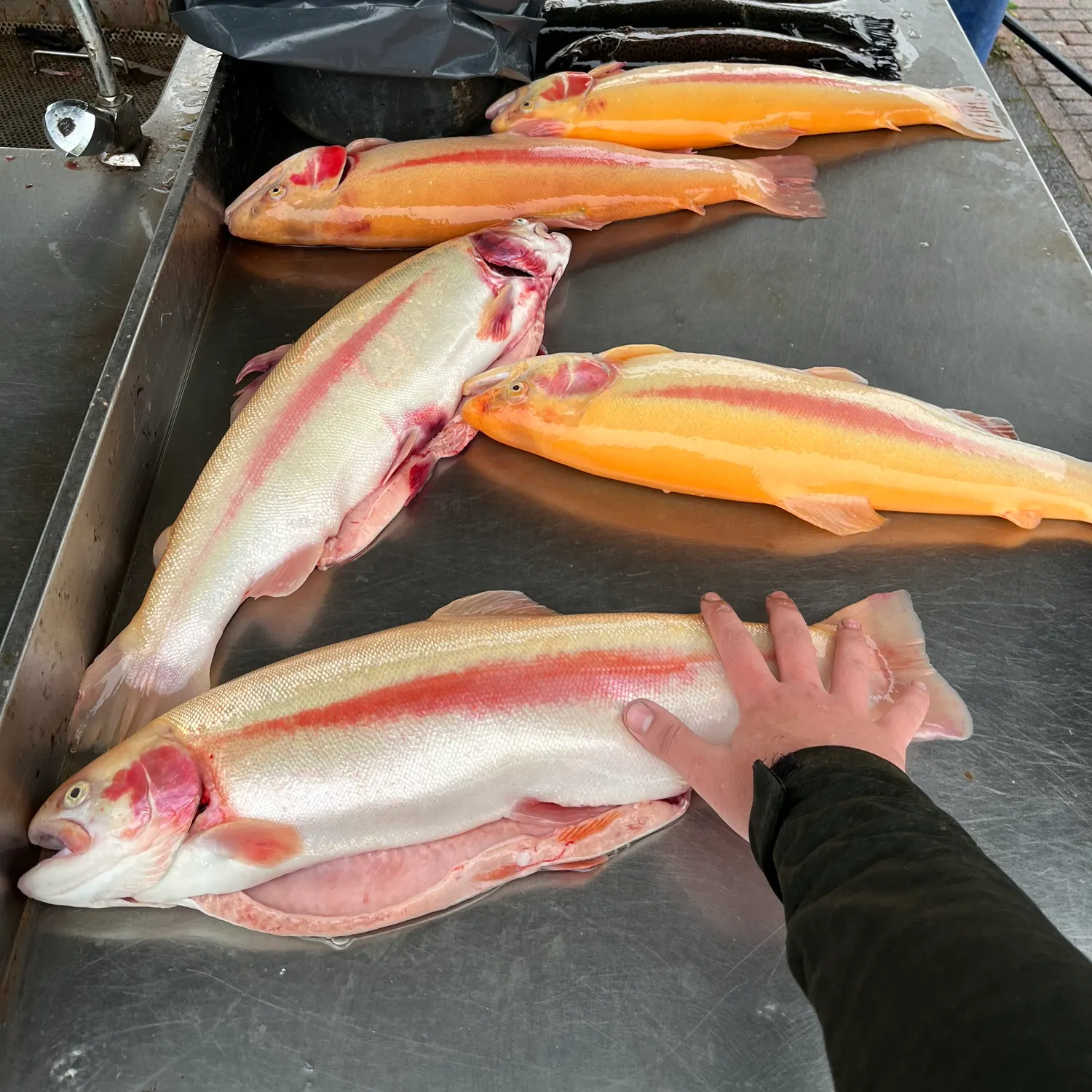 Golden rainbow trout caught on Fishbrain