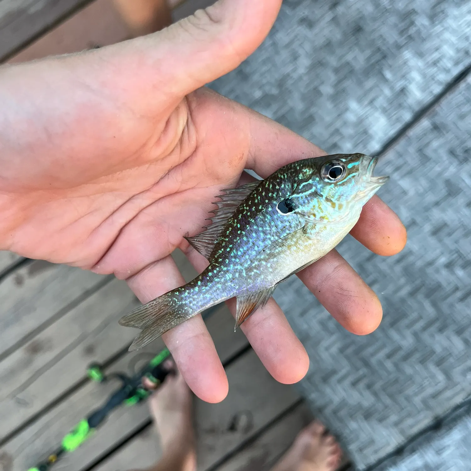Fish caught on Fishbrain