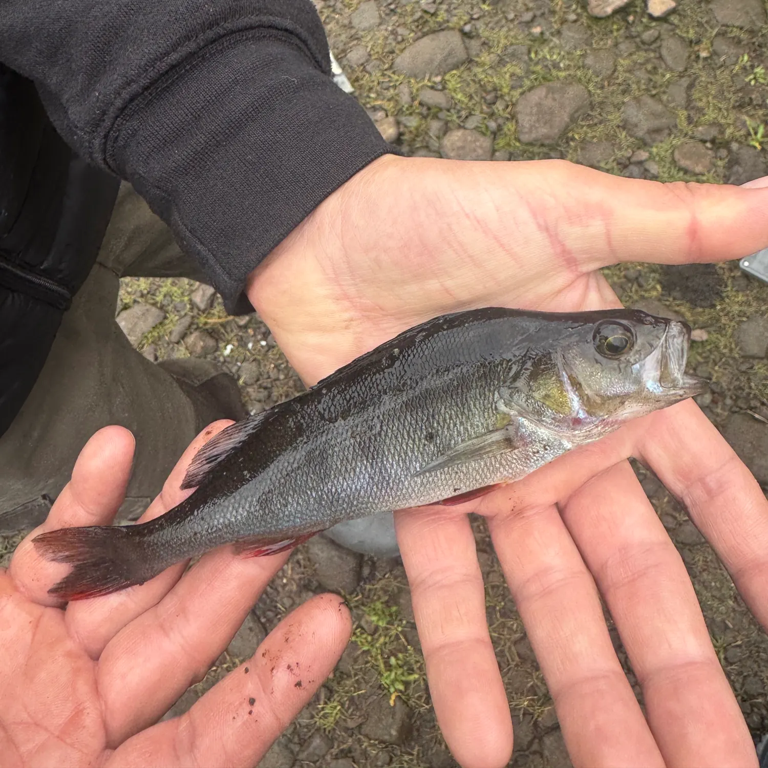 European perch caught on Fishbrain