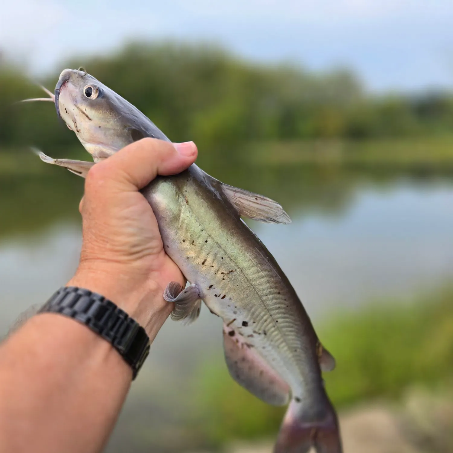 Channel catfish caught on Fishbrain