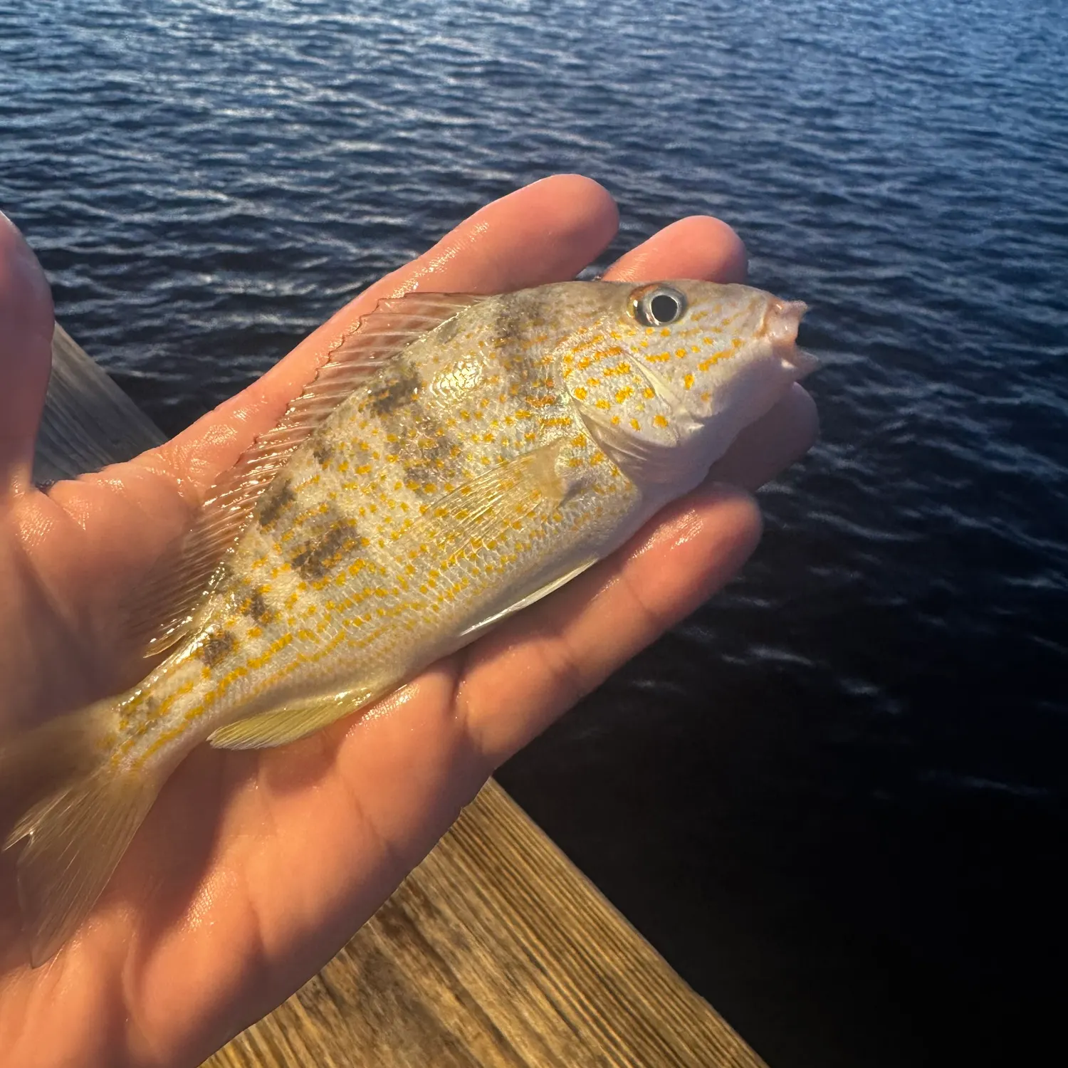 The most recent Pigfish catches on Fishbrain