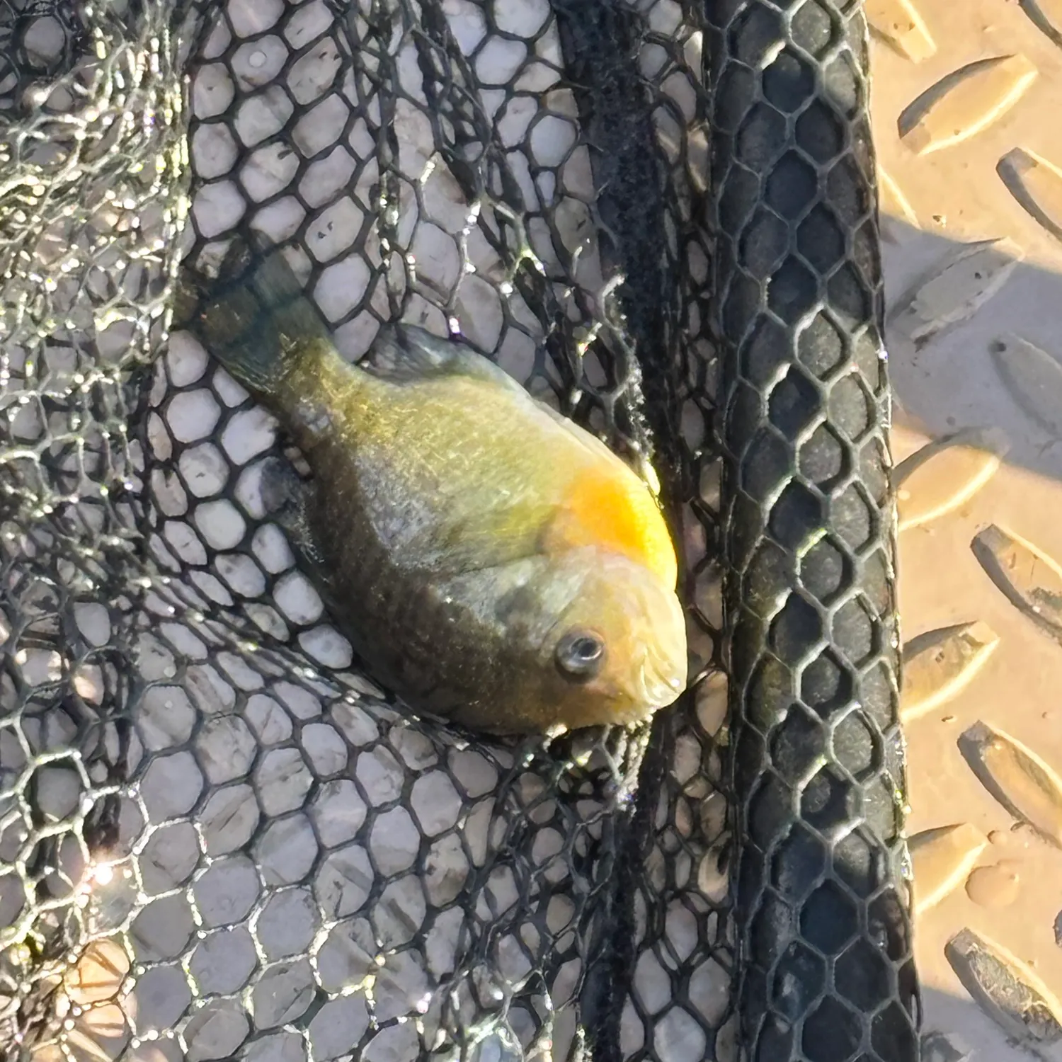 Bluegill caught on Fishbrain