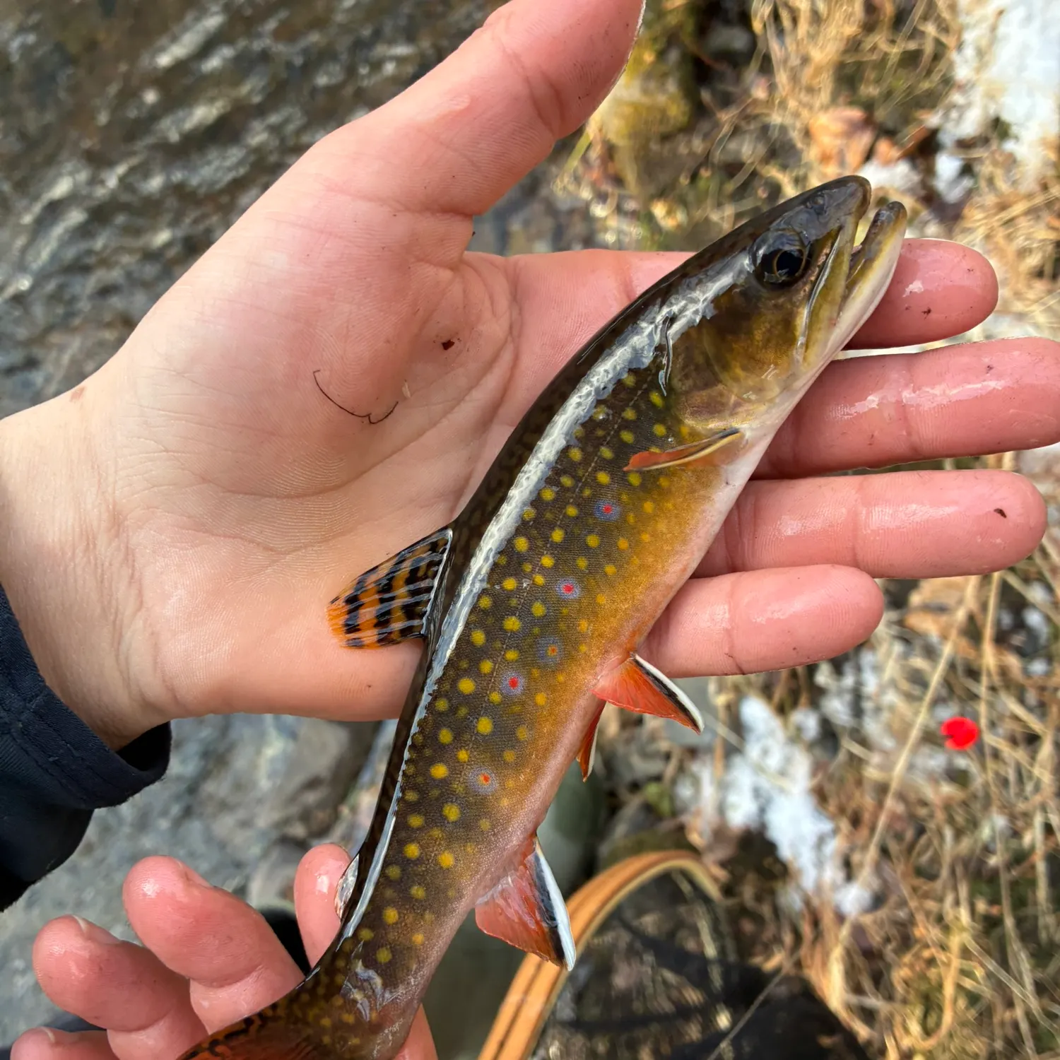 The most recent Brook trout catches on Fishbrain