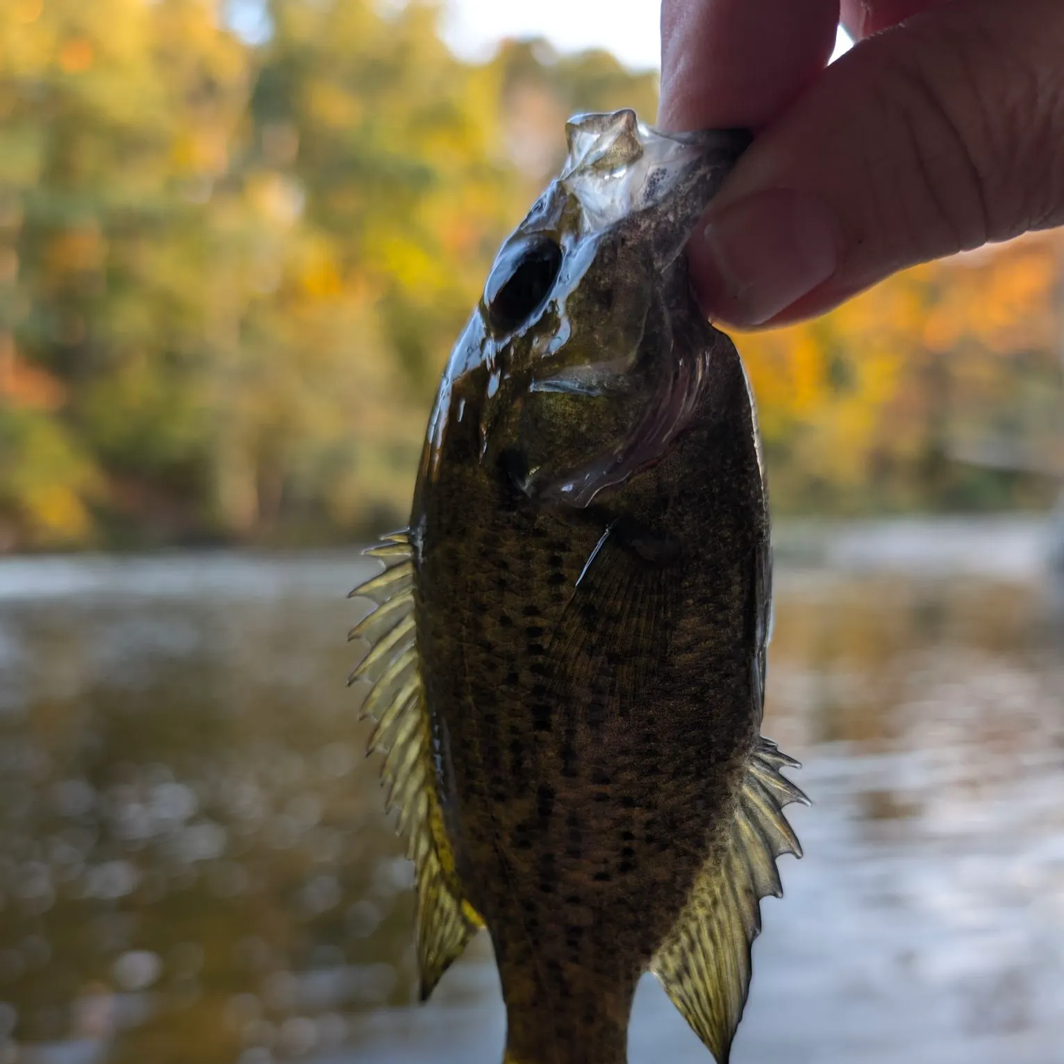 Rock bass caught on Fishbrain
