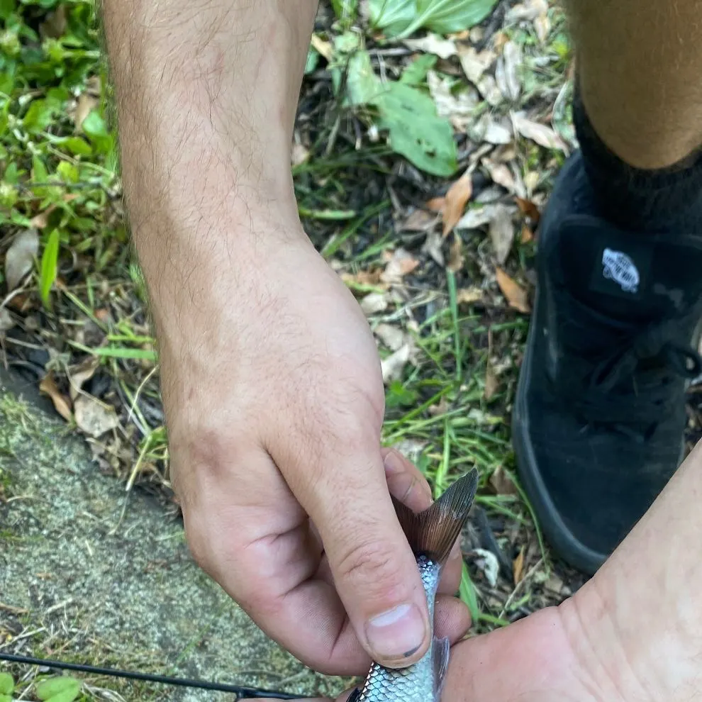 Fish caught on Fishbrain