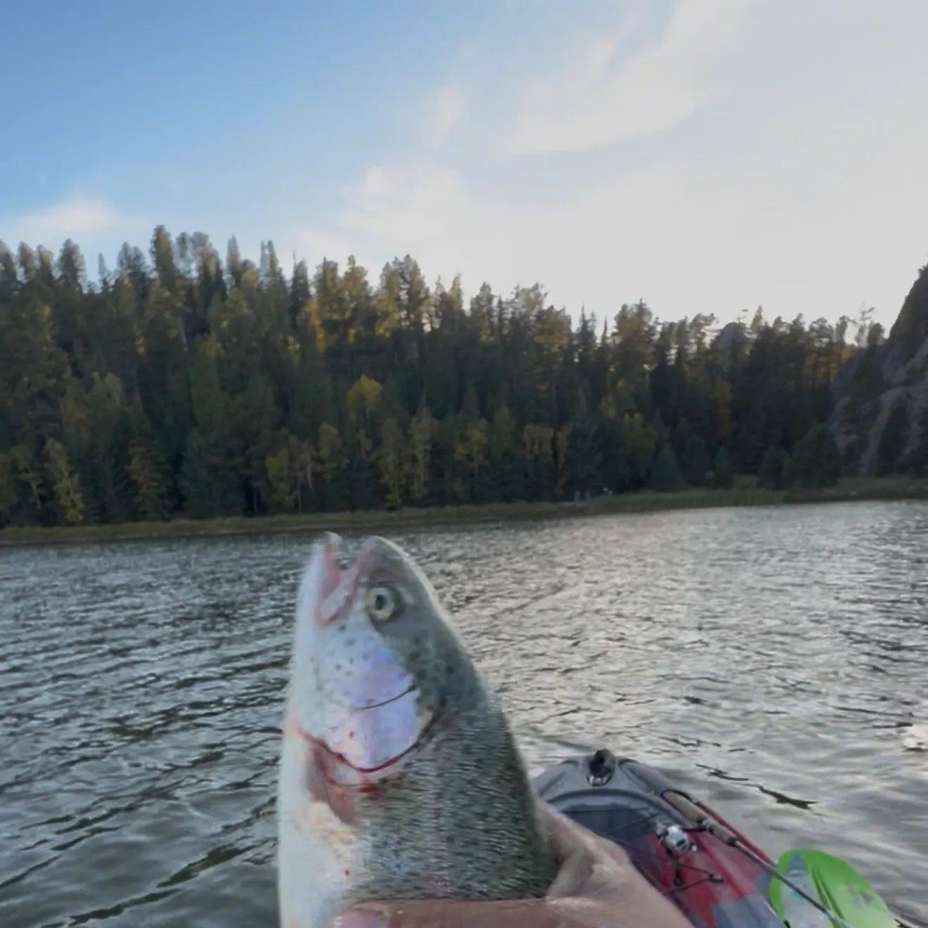 Rainbow trout caught on Fishbrain