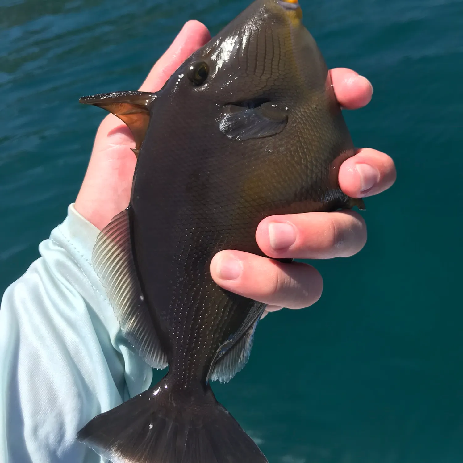 most liked catch image
