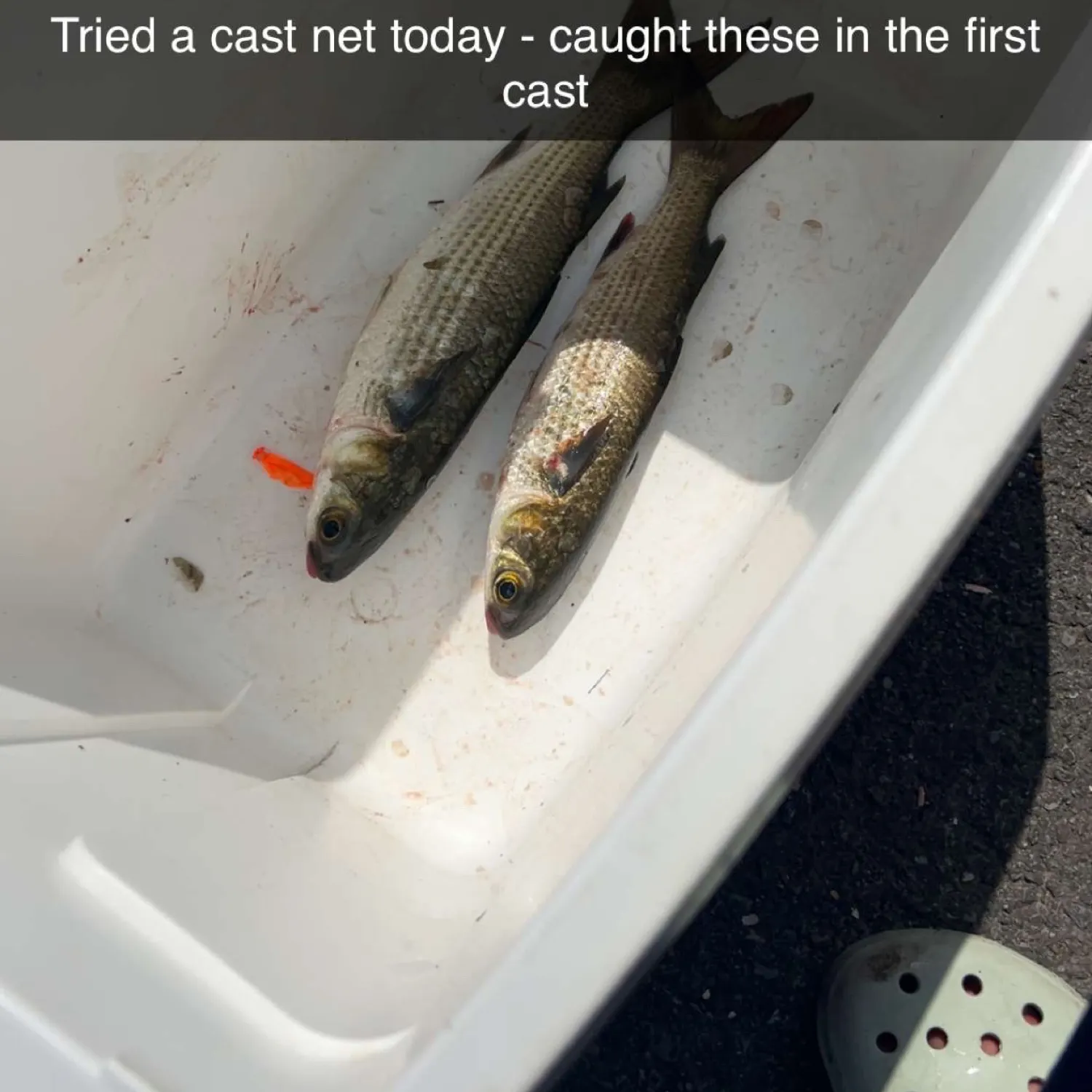 catch