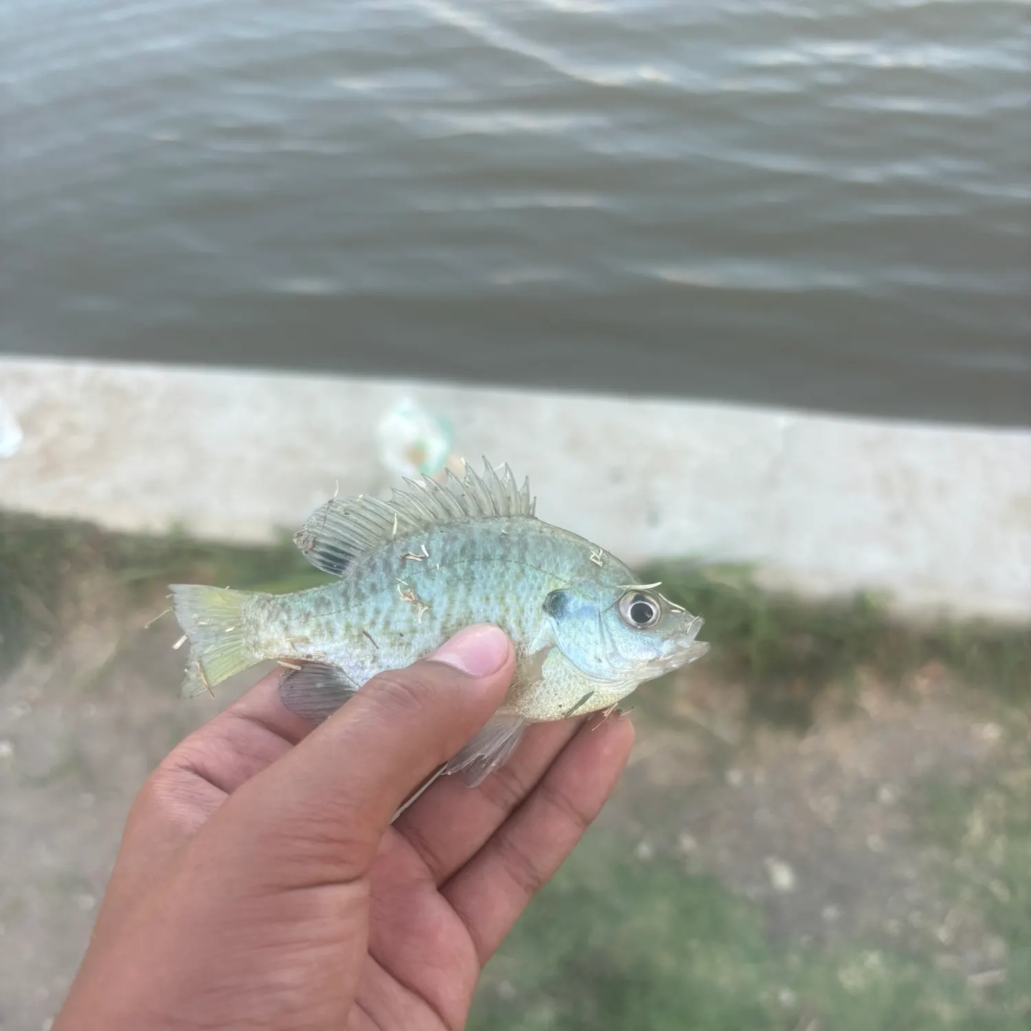 Greengill hybrid caught on Fishbrain