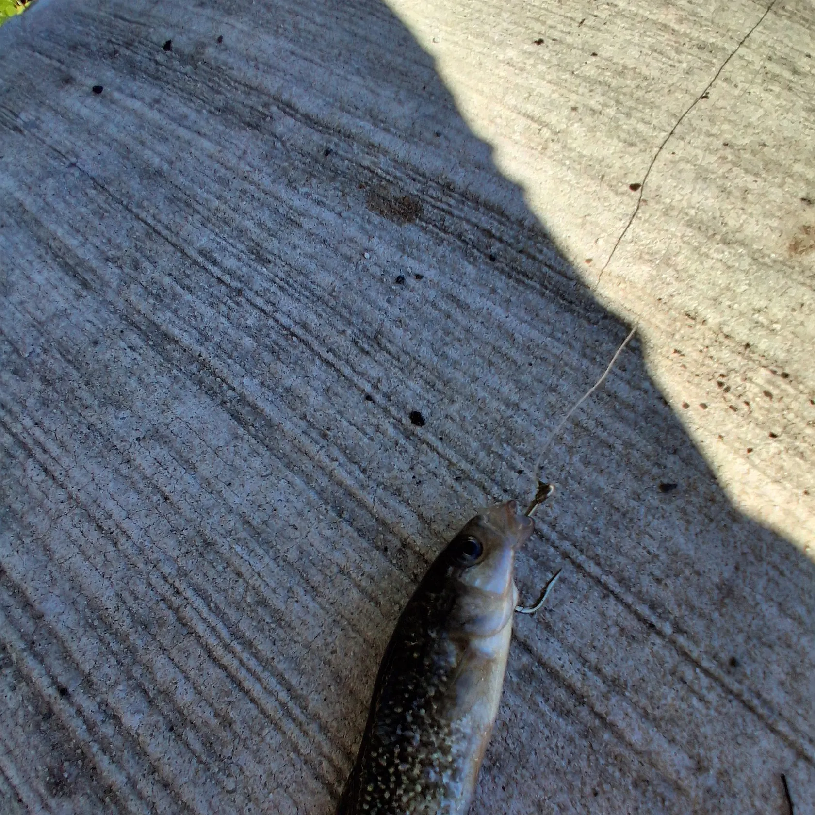 The most recent Gulf killifish catches on Fishbrain