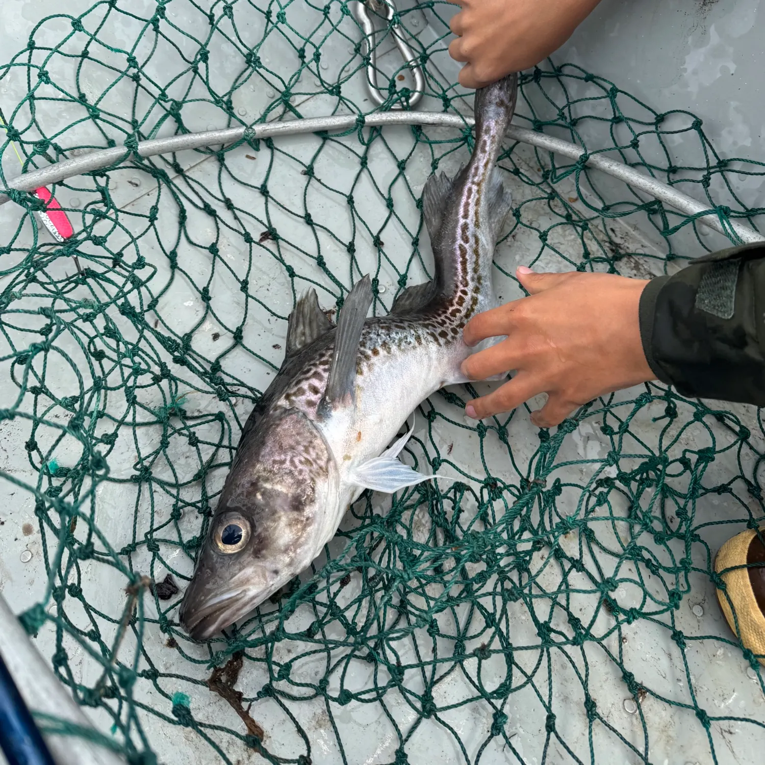 The most recent Alaska pollock catches on Fishbrain