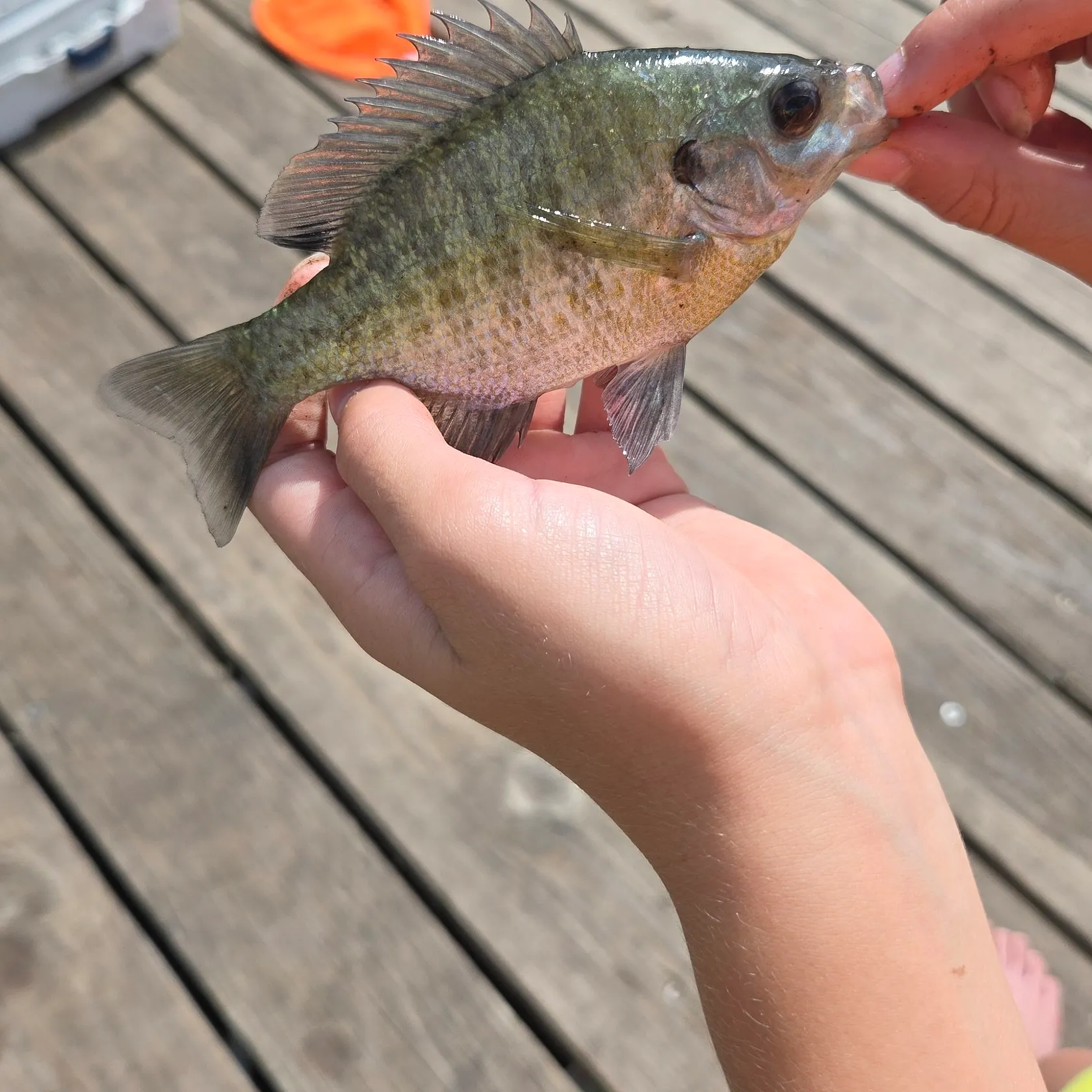 Bluegill caught on Fishbrain