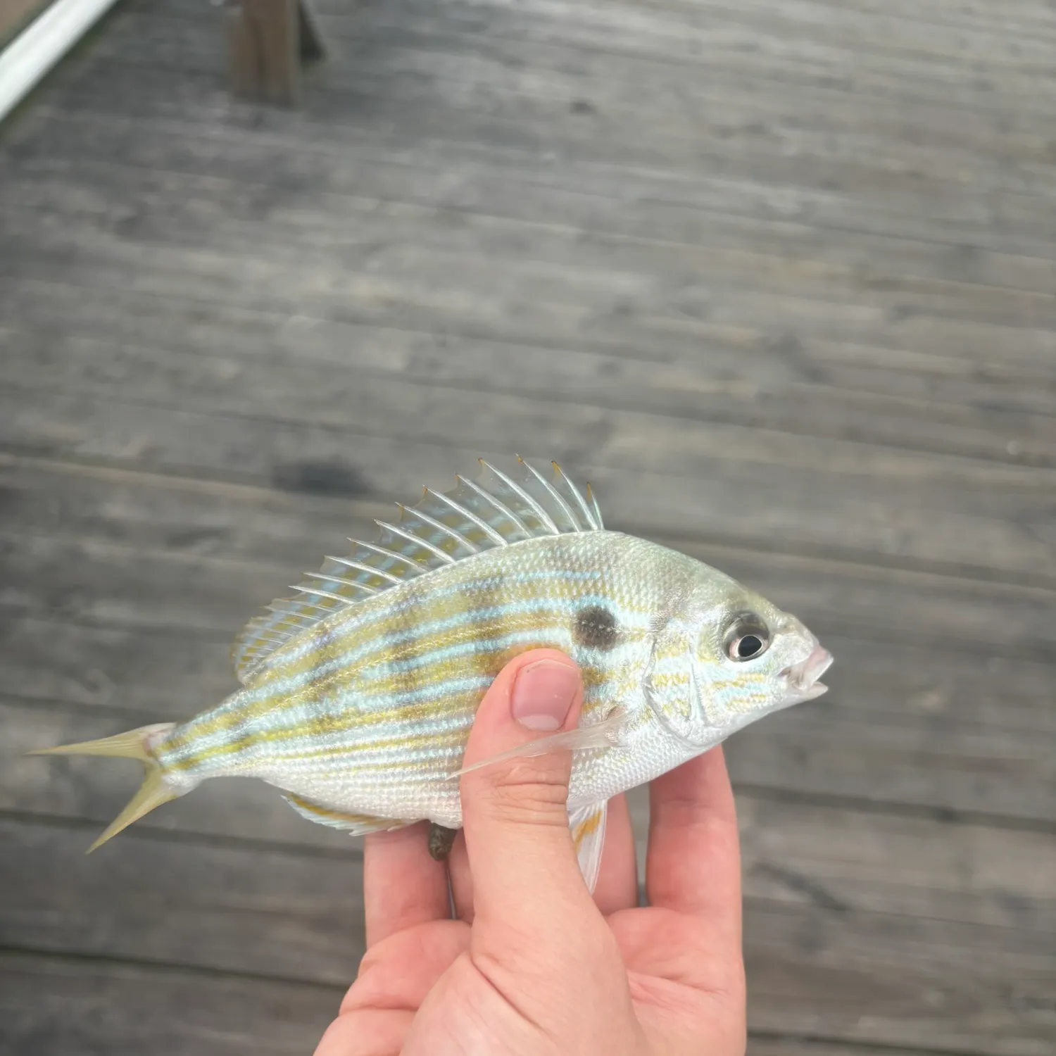 The most recent Pinfish catches on Fishbrain
