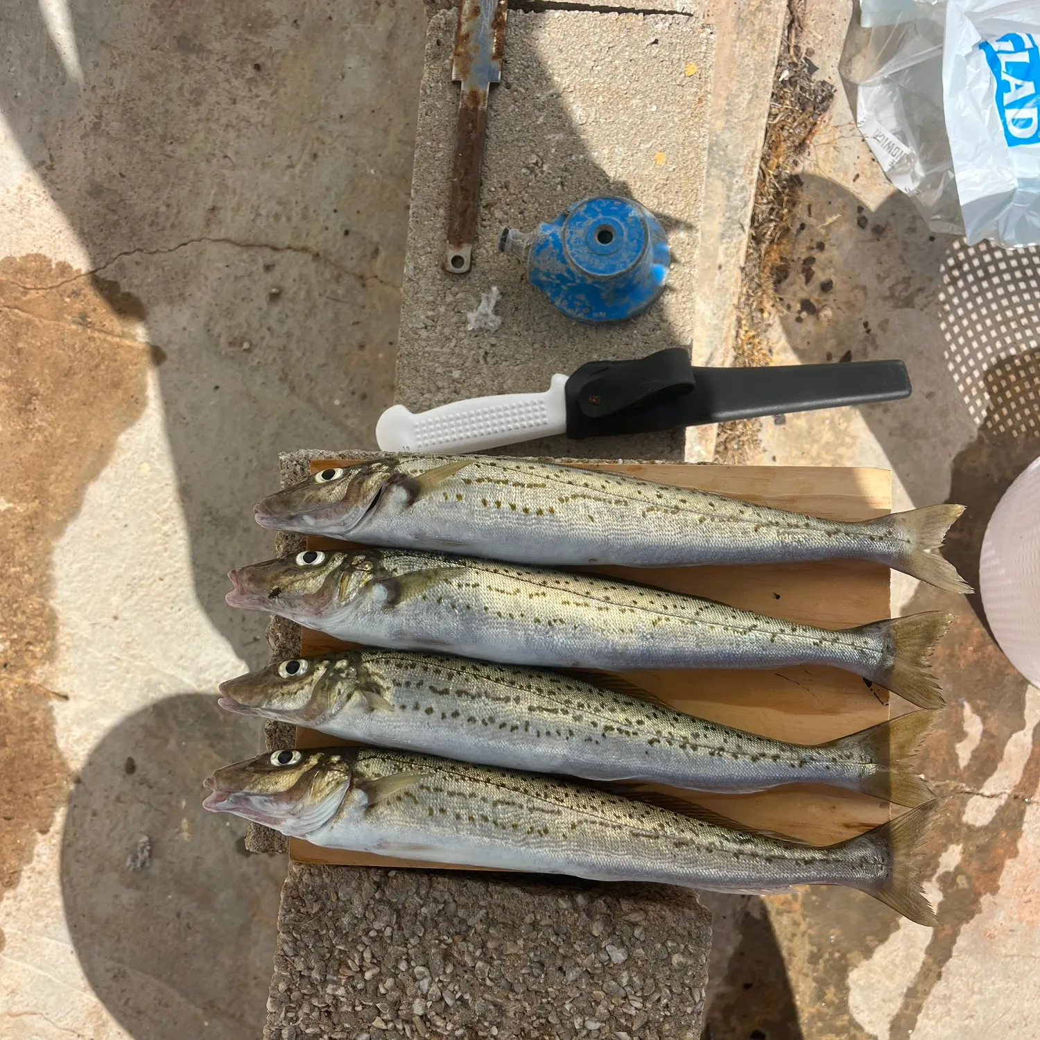 recently logged catches