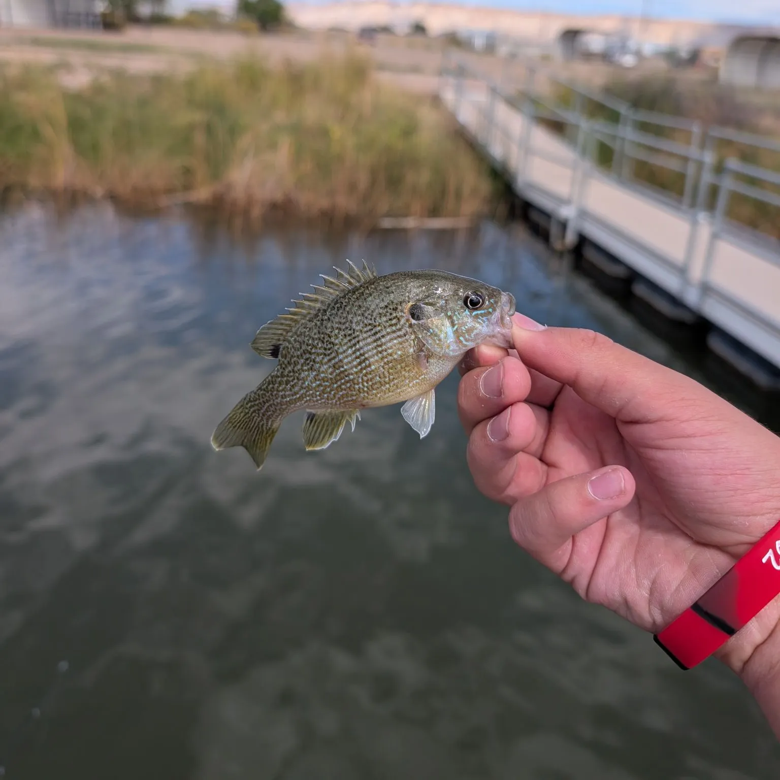 Green sunfish caught on Fishbrain