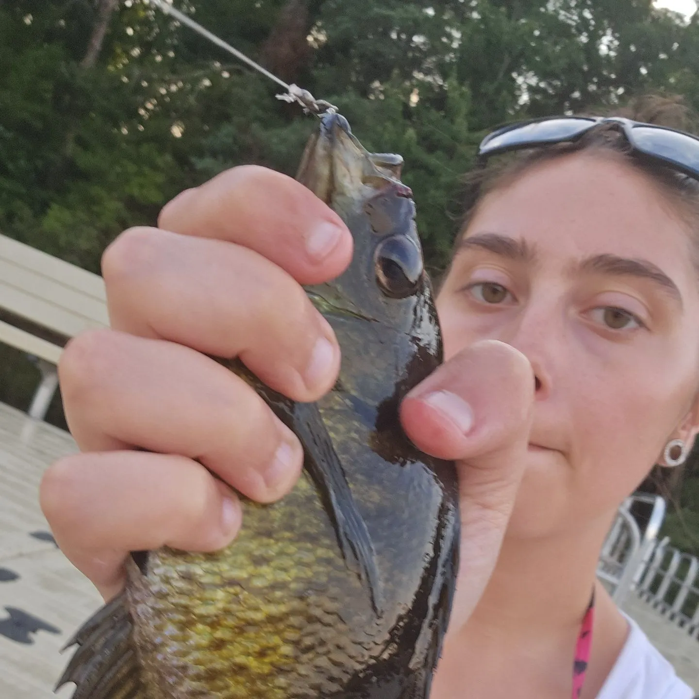 Bluegill caught on Fishbrain