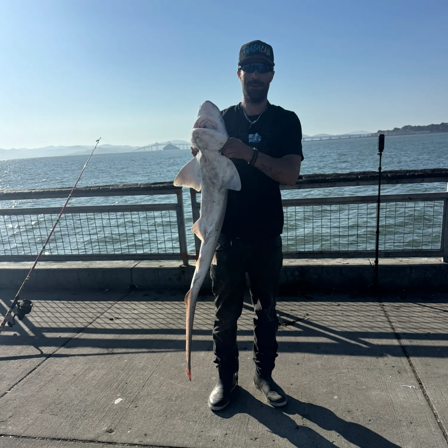 Broadnose sevengill shark caught on Fishbrain