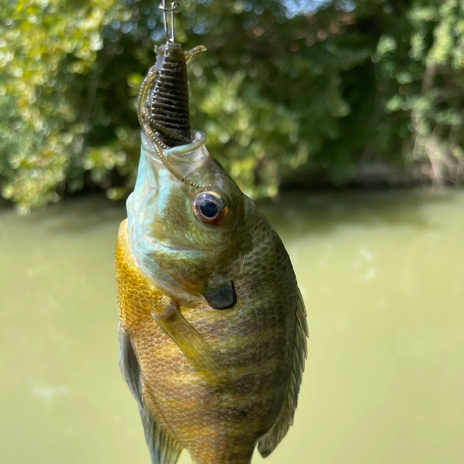 Bluegill caught on Fishbrain