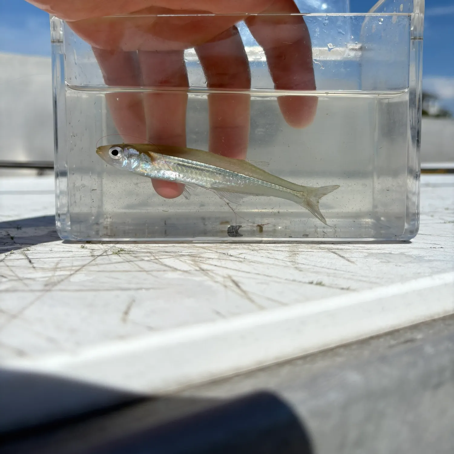 The most recent Inland silverside catches on Fishbrain