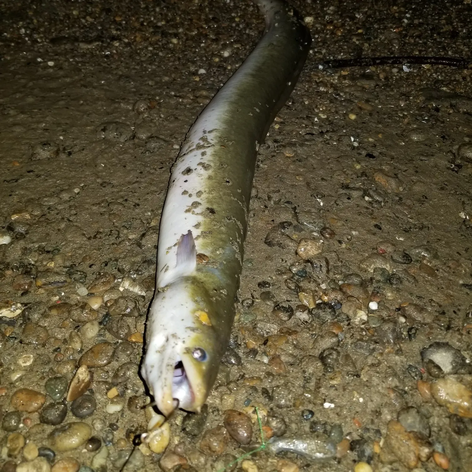 American eel caught on Fishbrain