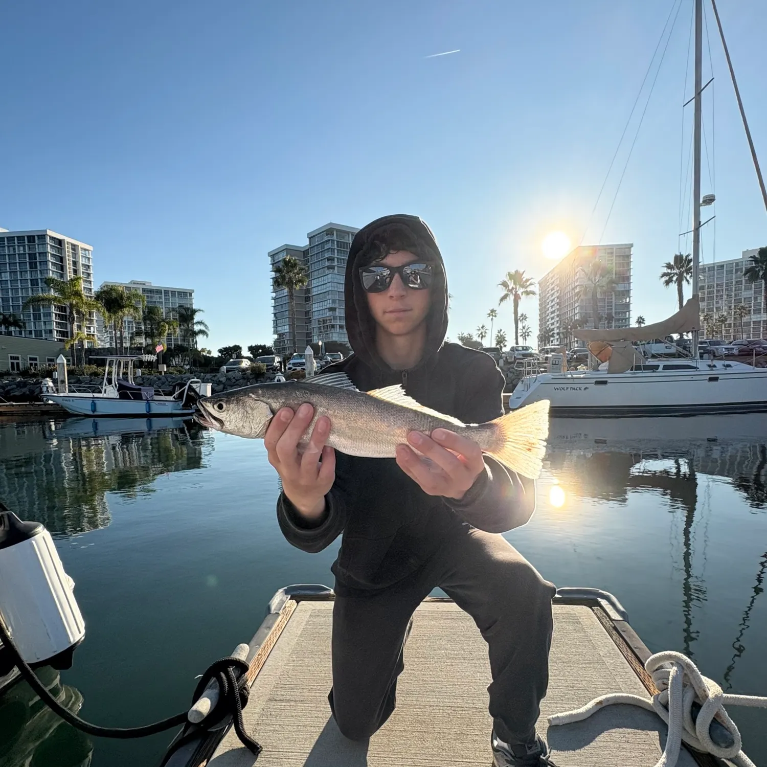 The most recent Shortfin corvina catches on Fishbrain