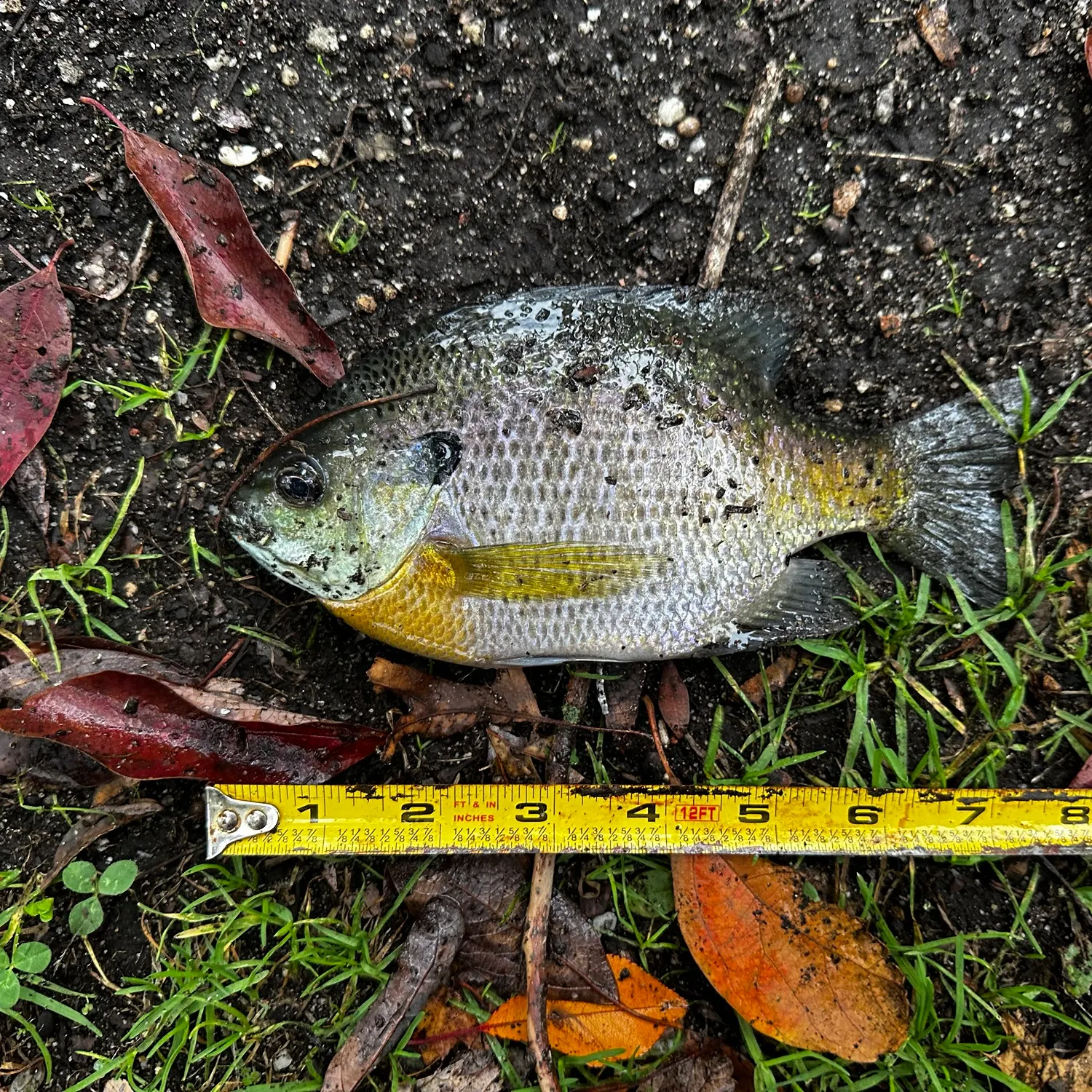 Bluegill caught on Fishbrain