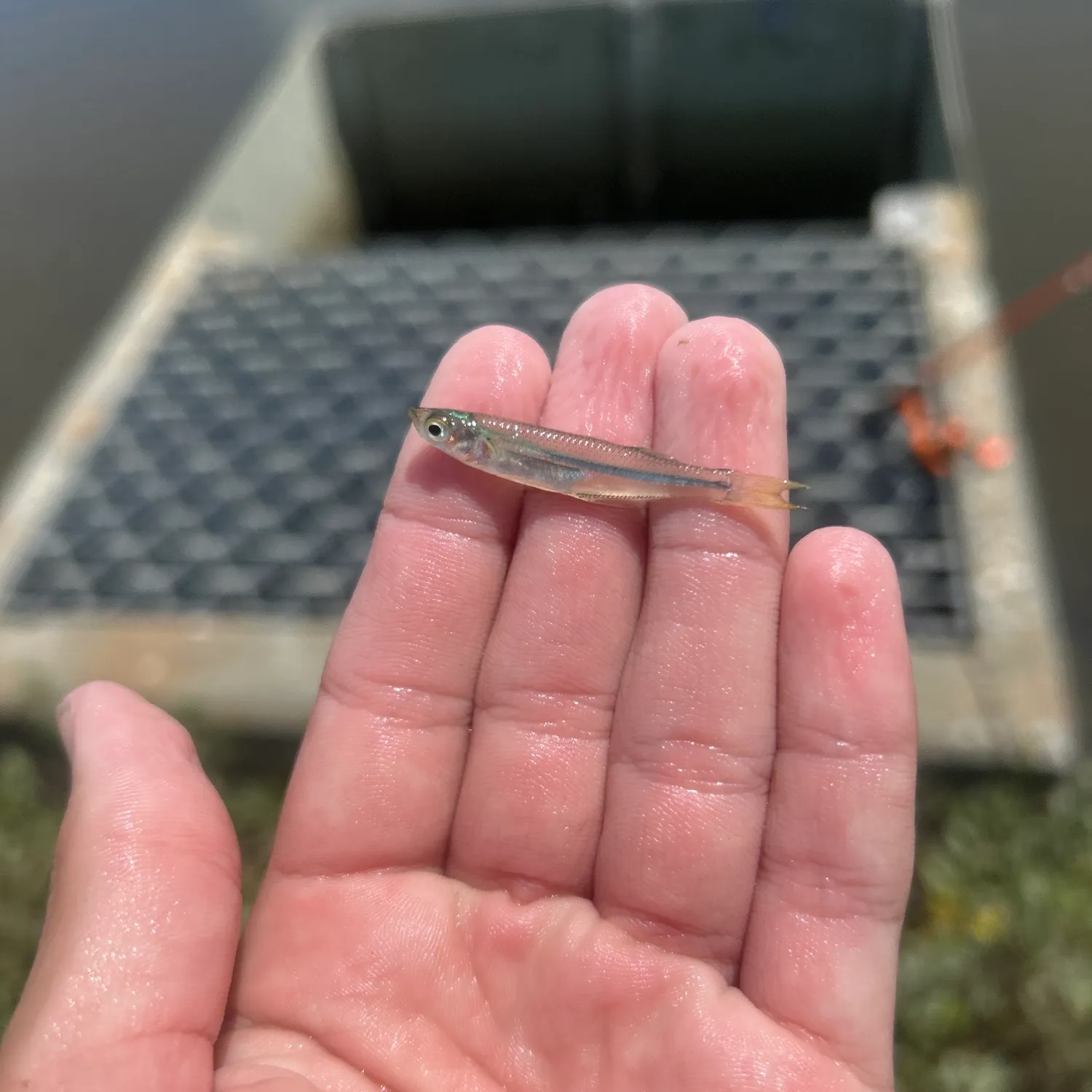 The most recent Inland silverside catches on Fishbrain