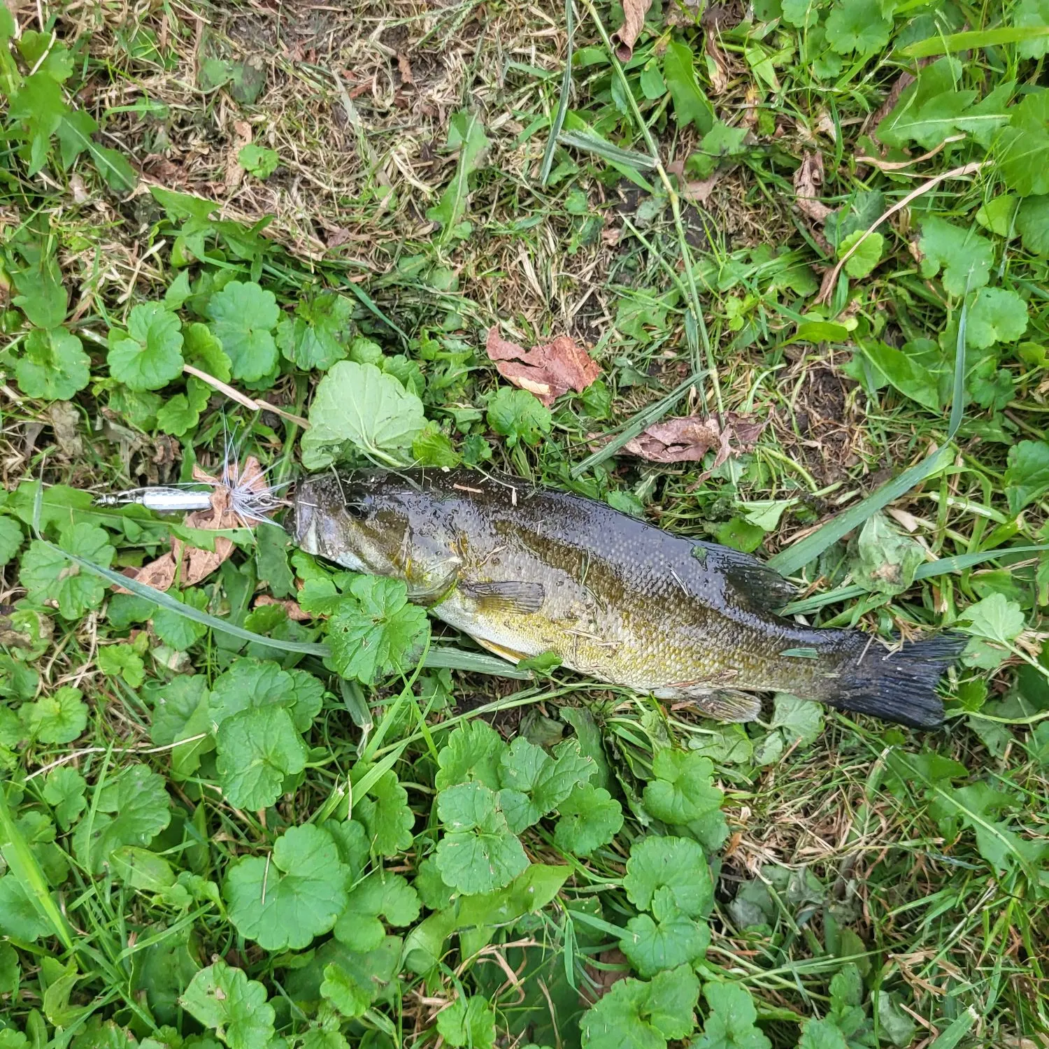Smallmouth bass caught on Fishbrain