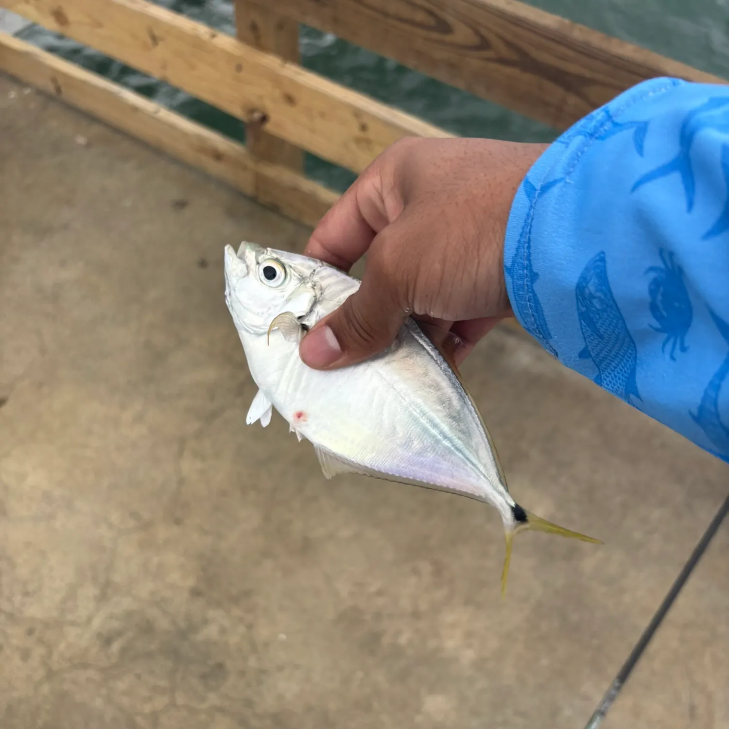 The most recent Atlantic bumper catches on Fishbrain