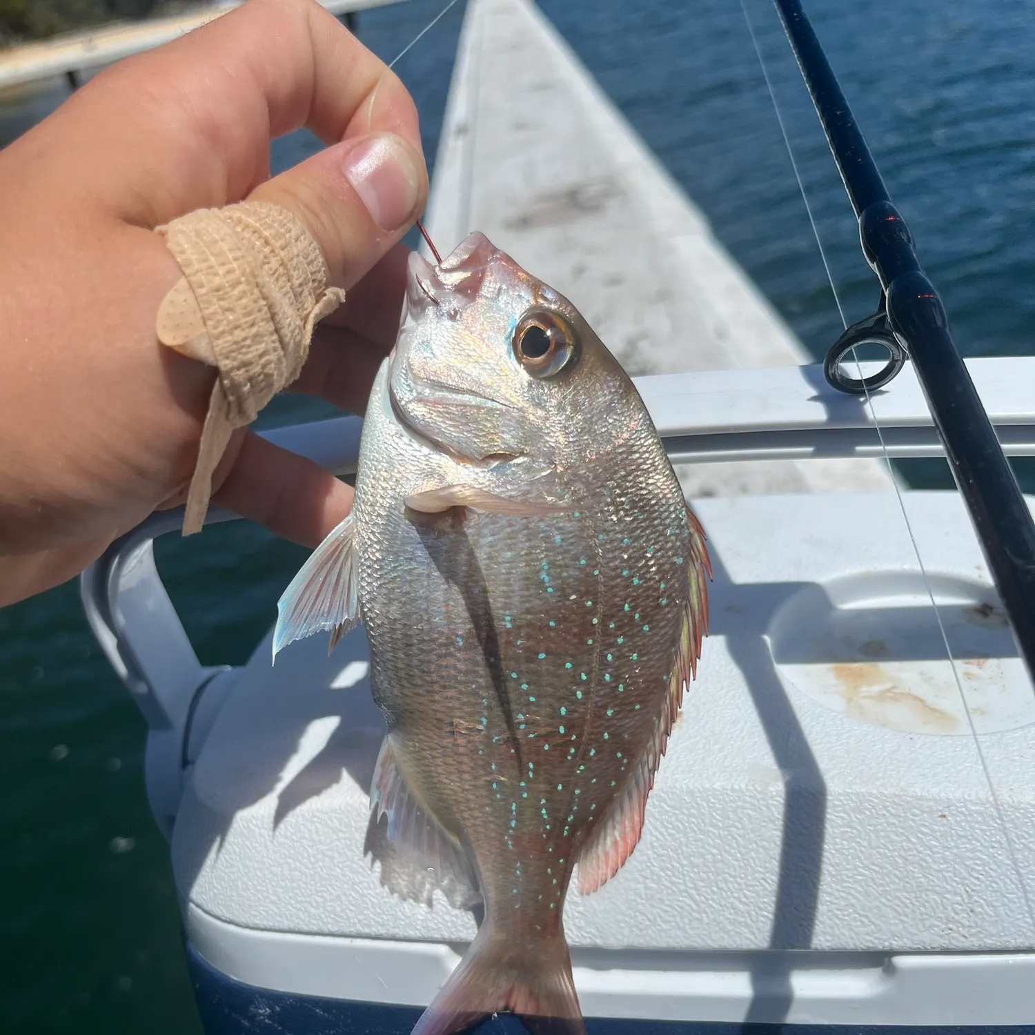 Australasian snapper caught on Fishbrain