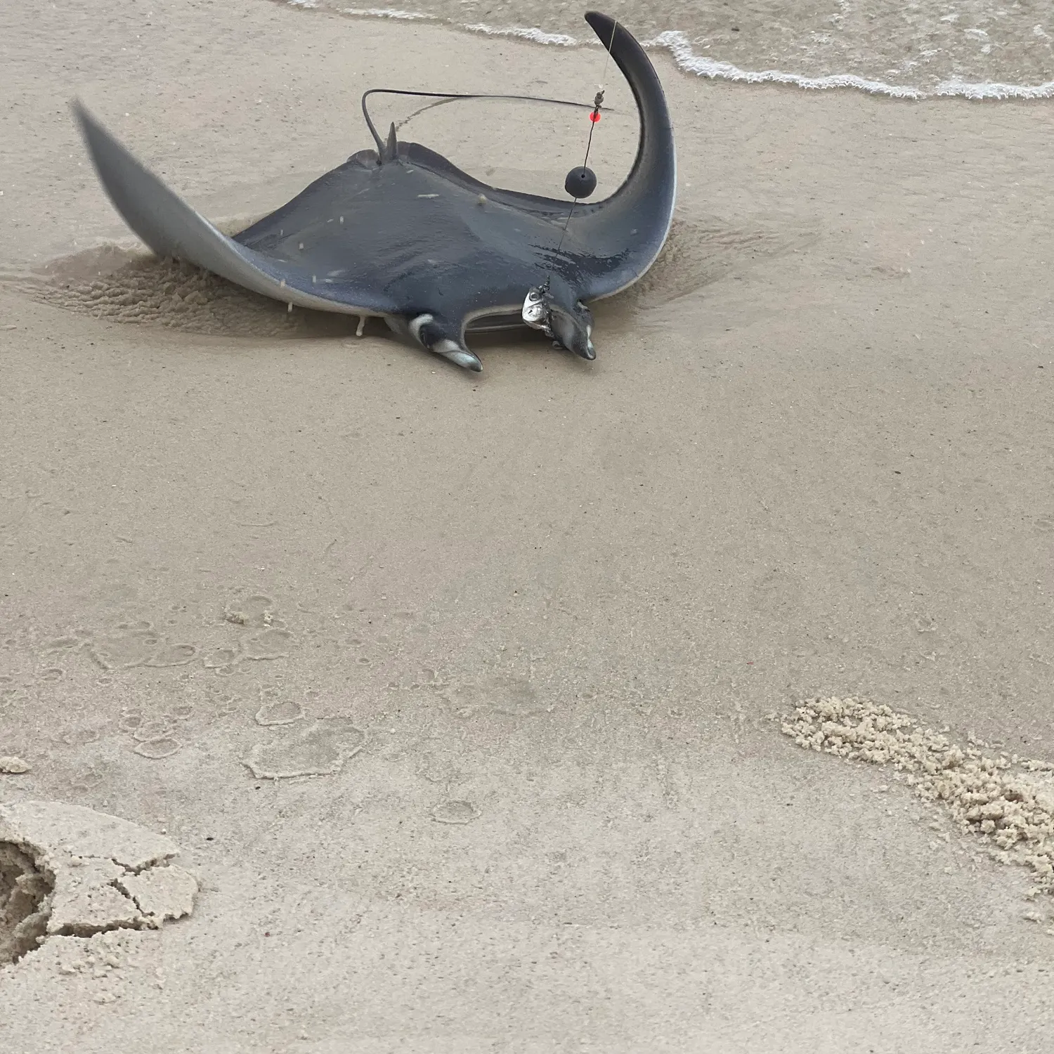 The most recent Reef manta ray catches on Fishbrain