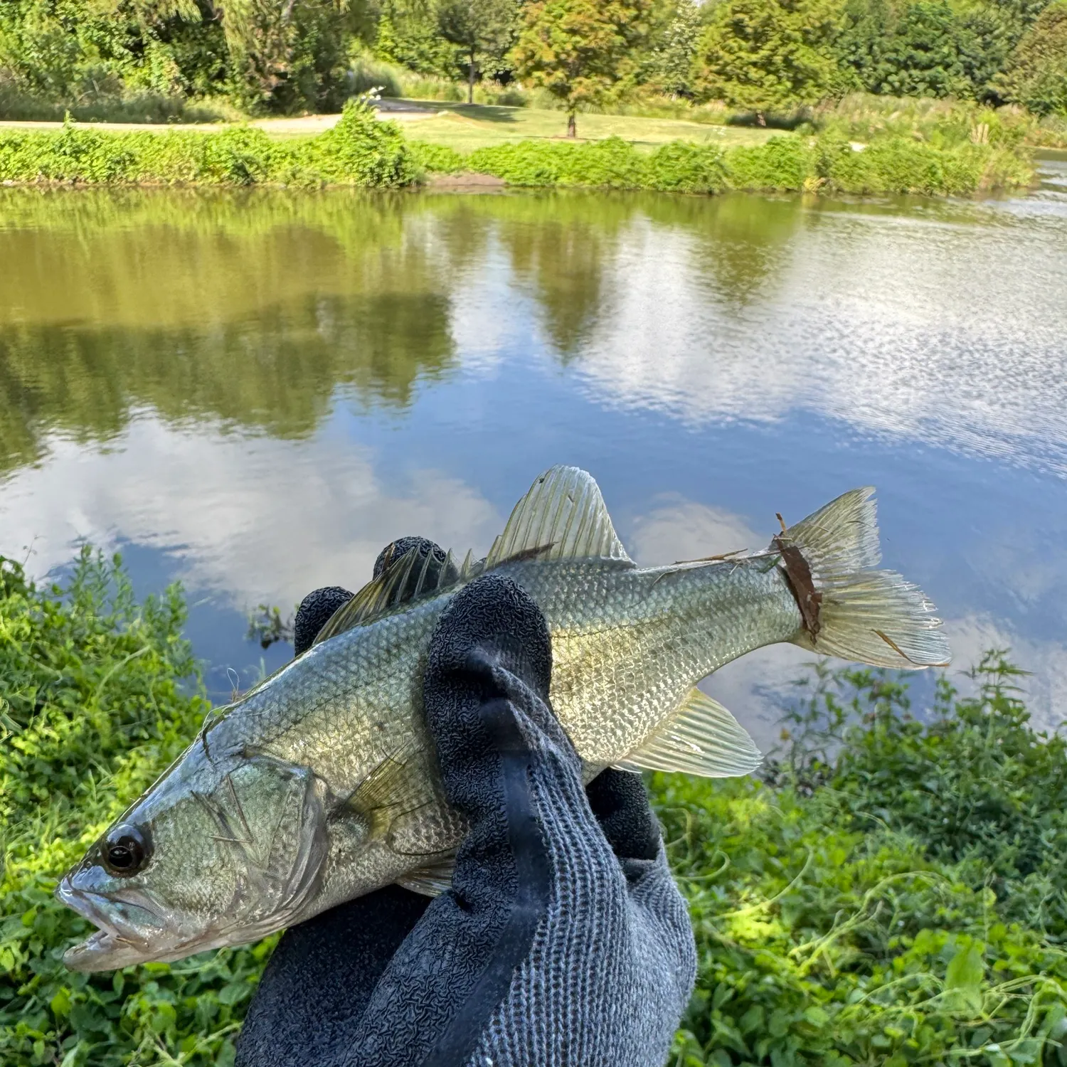 Largemouth bass caught on Fishbrain
