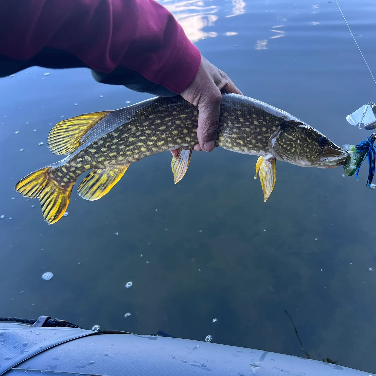 Northern pike caught on Fishbrain