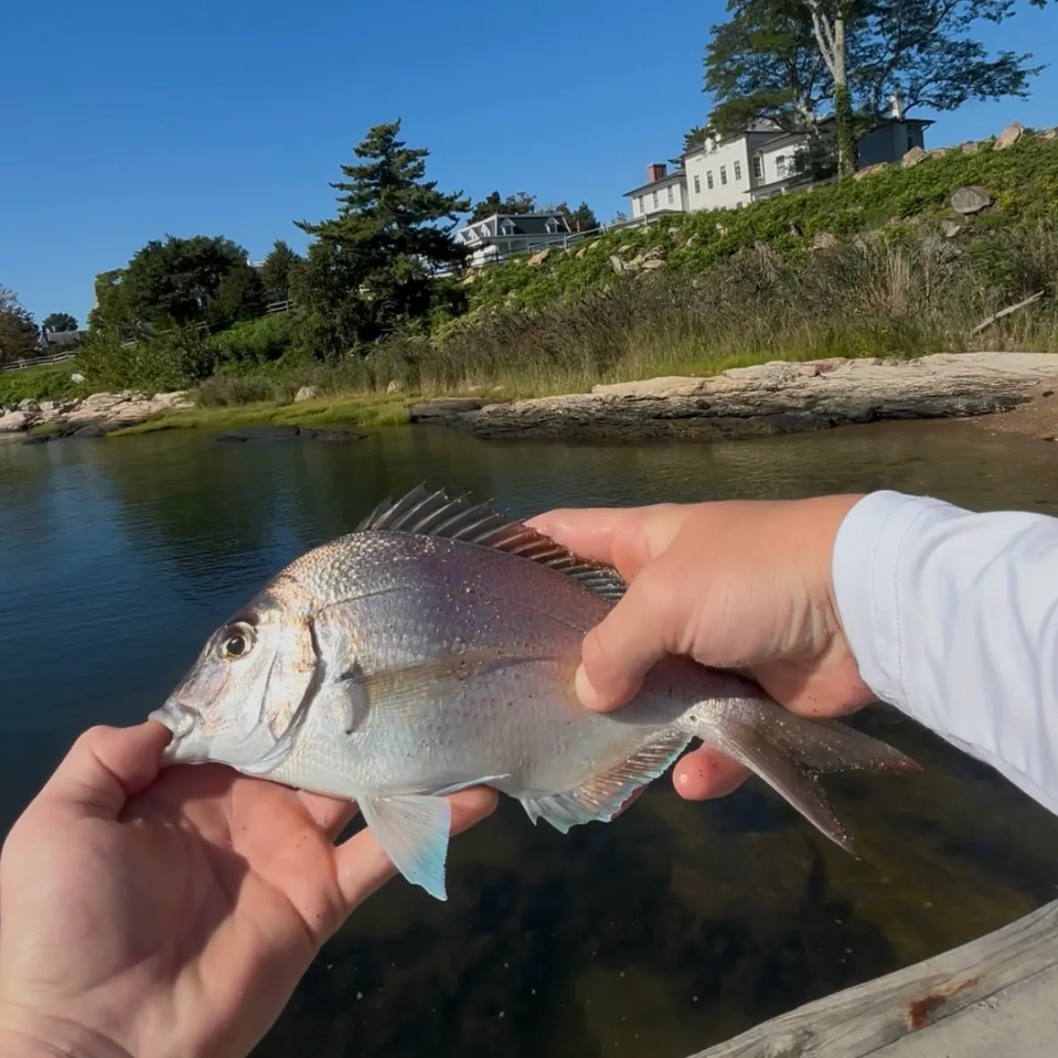 Scup caught on Fishbrain