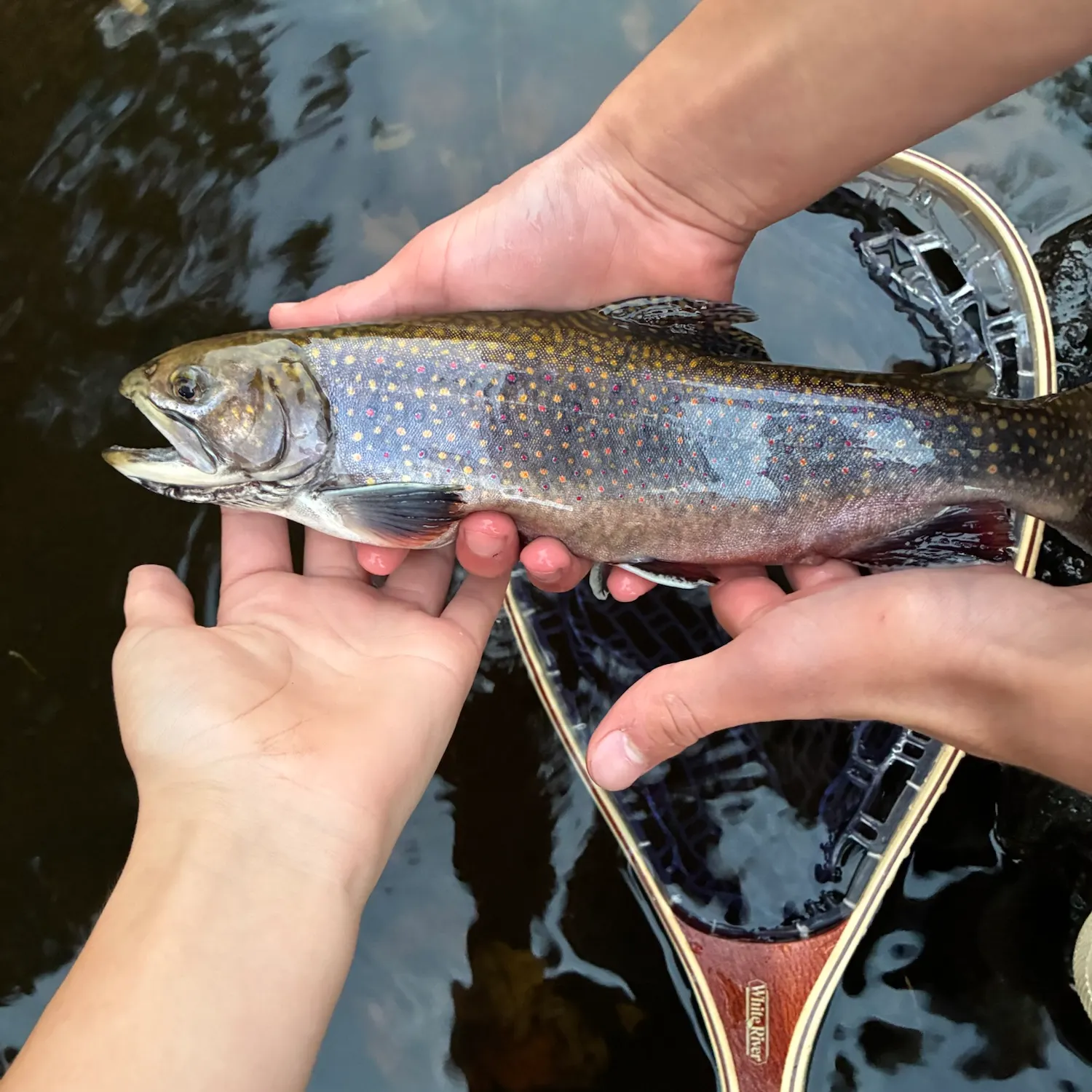 Brook trout caught on Fishbrain