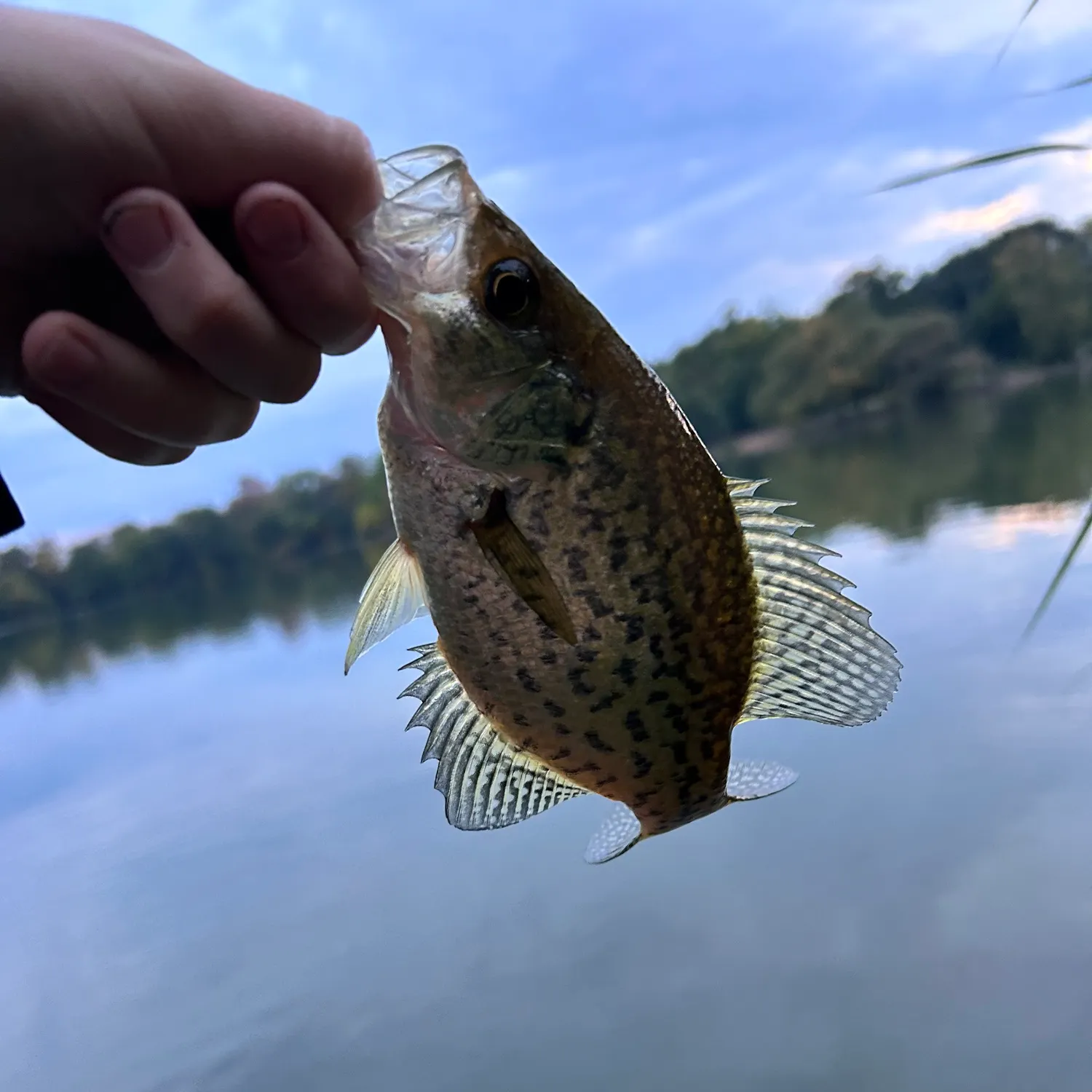 Black crappie caught on Fishbrain