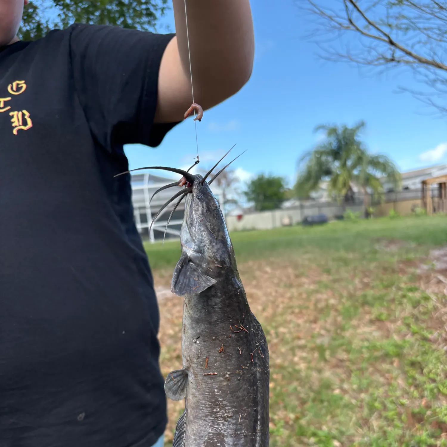 The most recent Walking catfish catches on Fishbrain