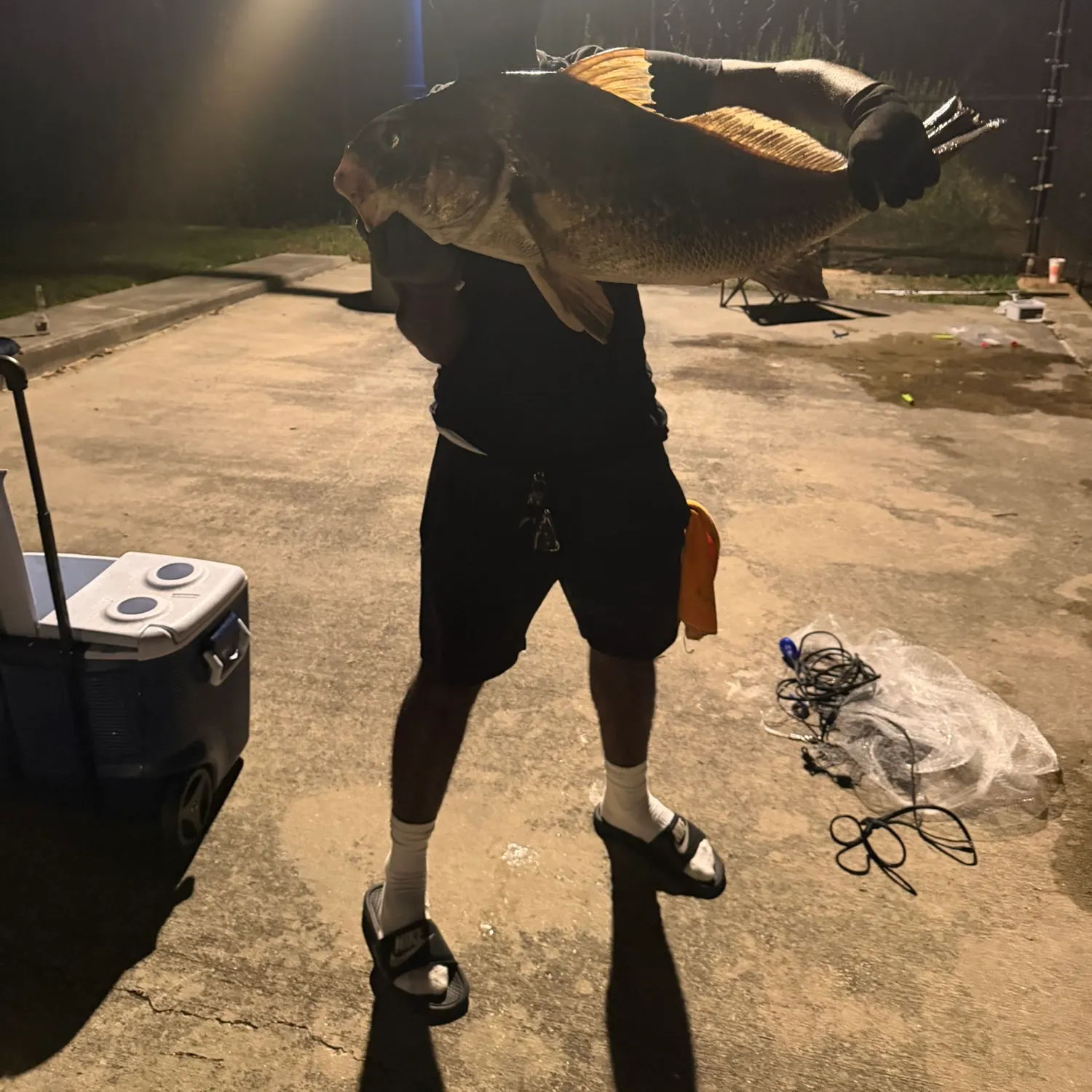 Black drum caught on Fishbrain