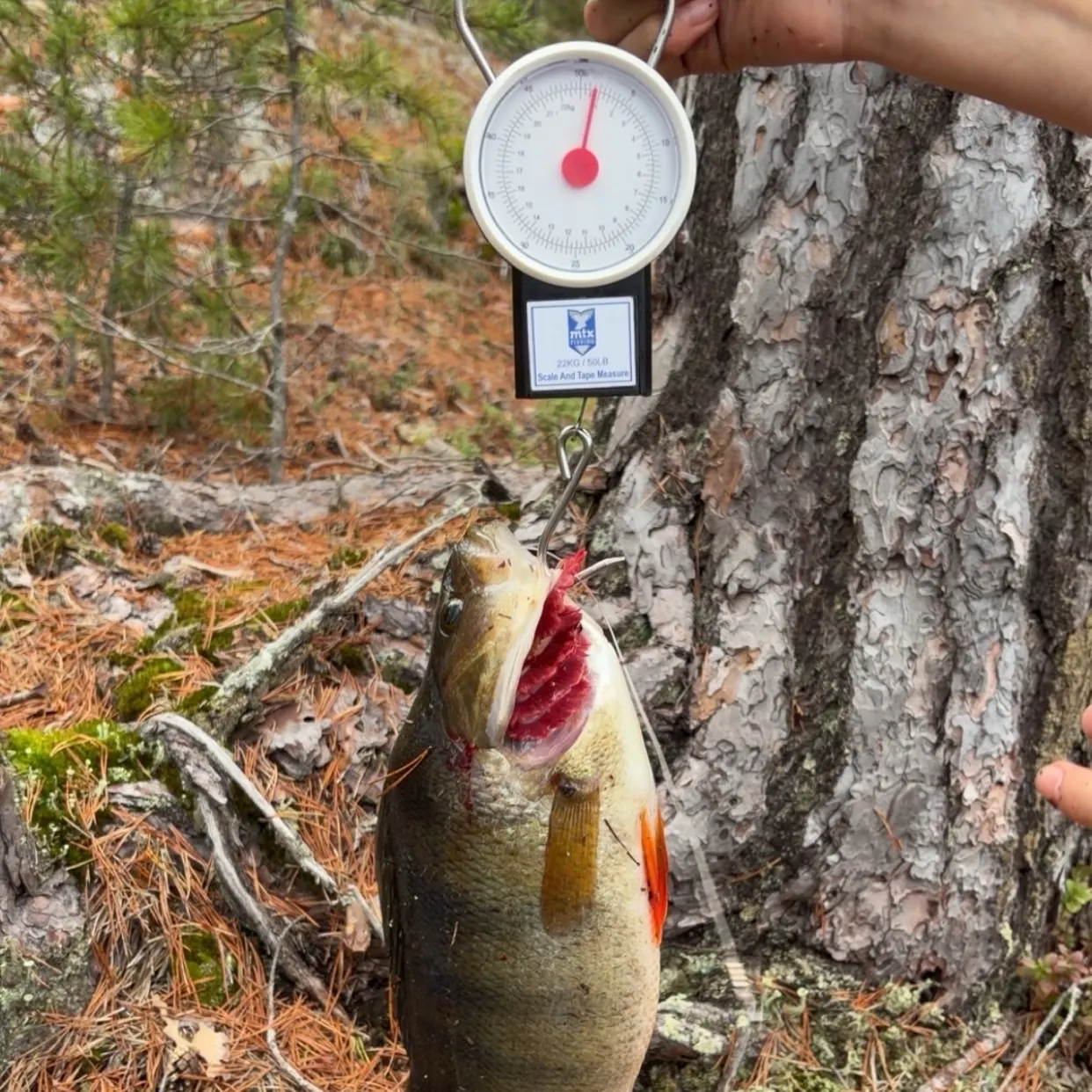 European perch caught on Fishbrain