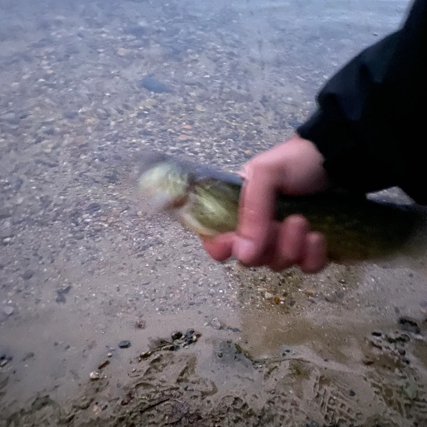 Chain pickerel caught on Fishbrain