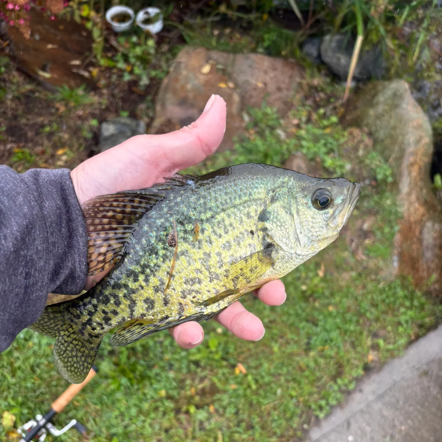 Black crappie caught on Fishbrain