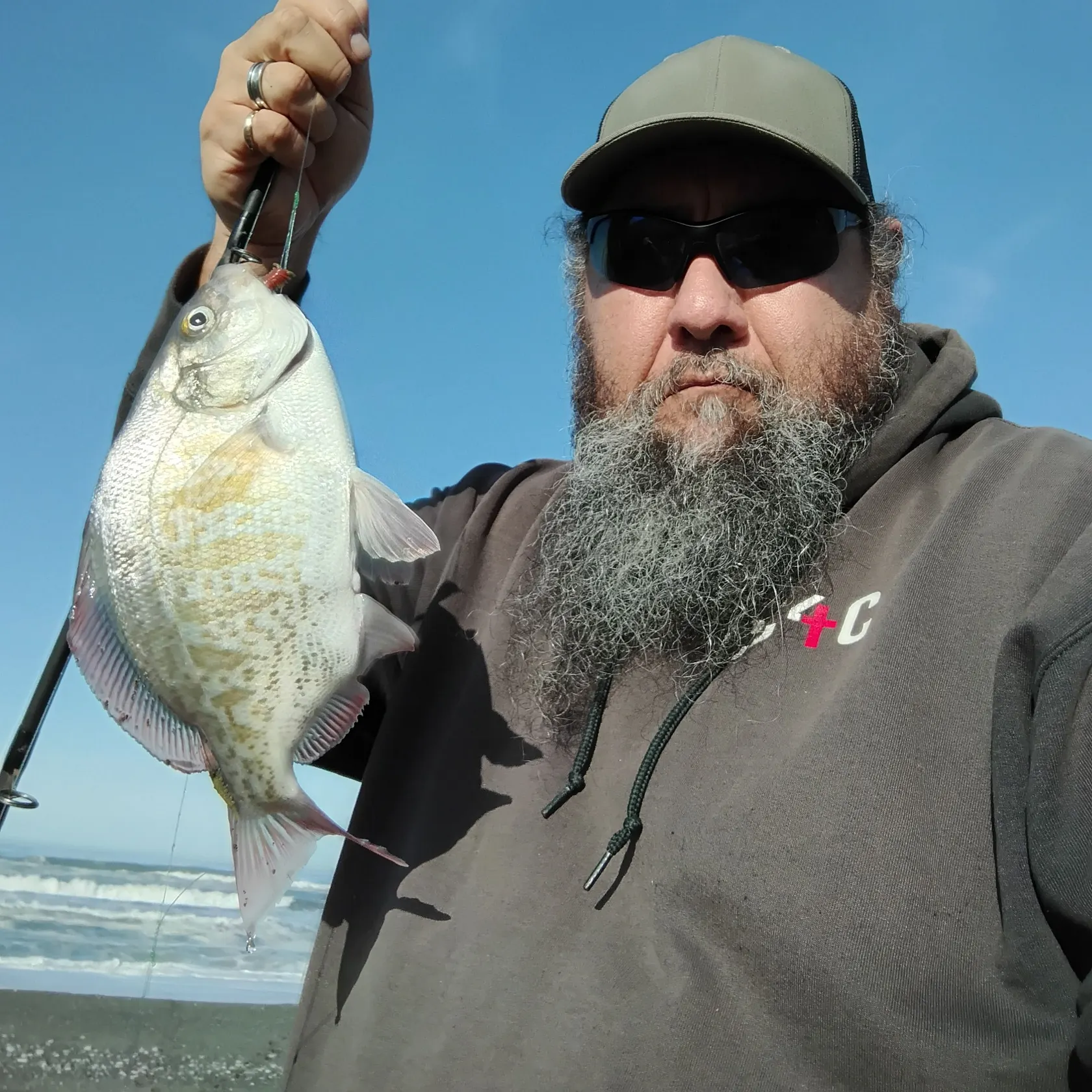 The most recent Barred surfperch catches on Fishbrain